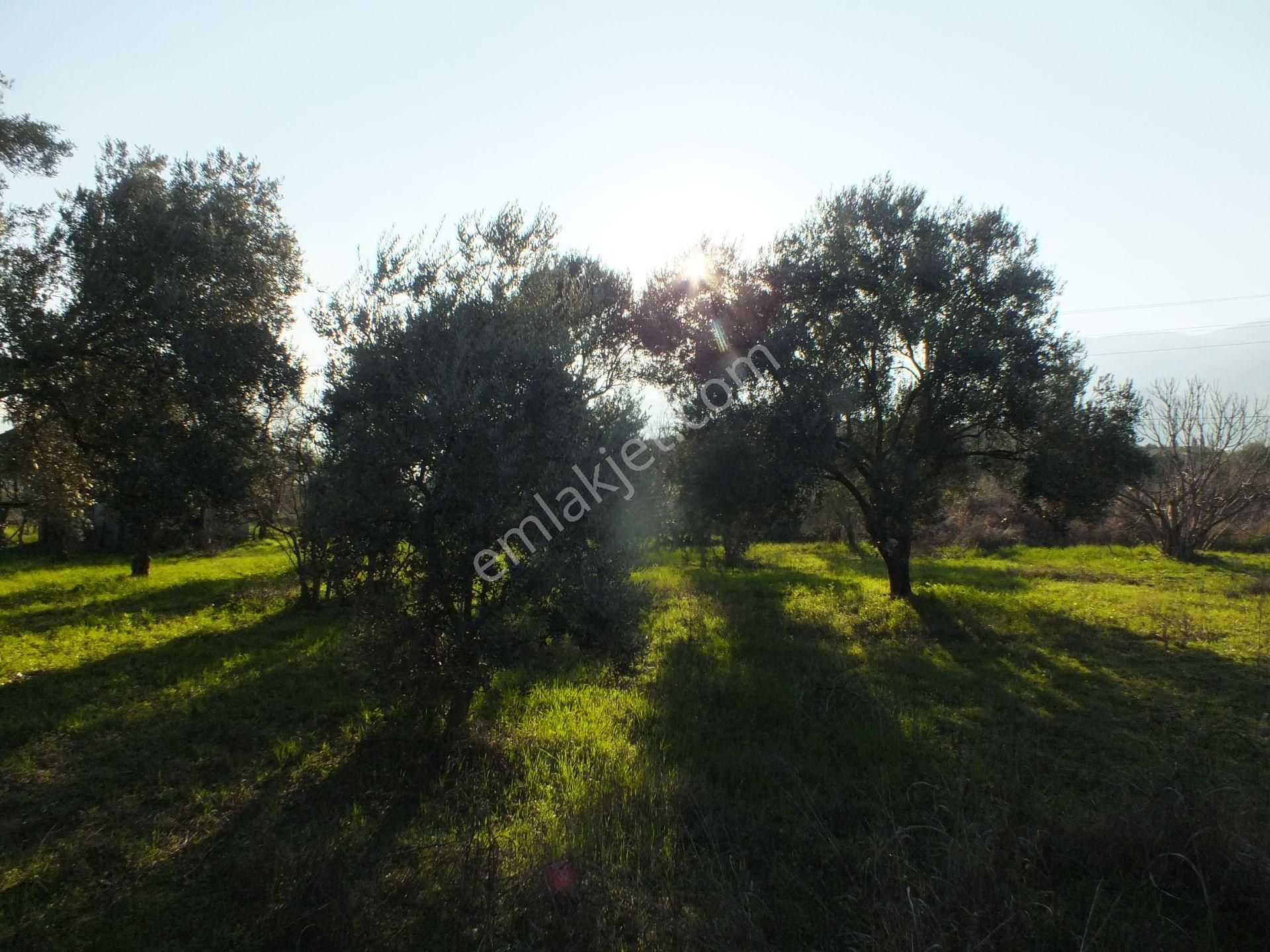 Bozdoğan Ziyaretli Mahallesinde Satılık Yol Kenari Arazi - Görsel 10