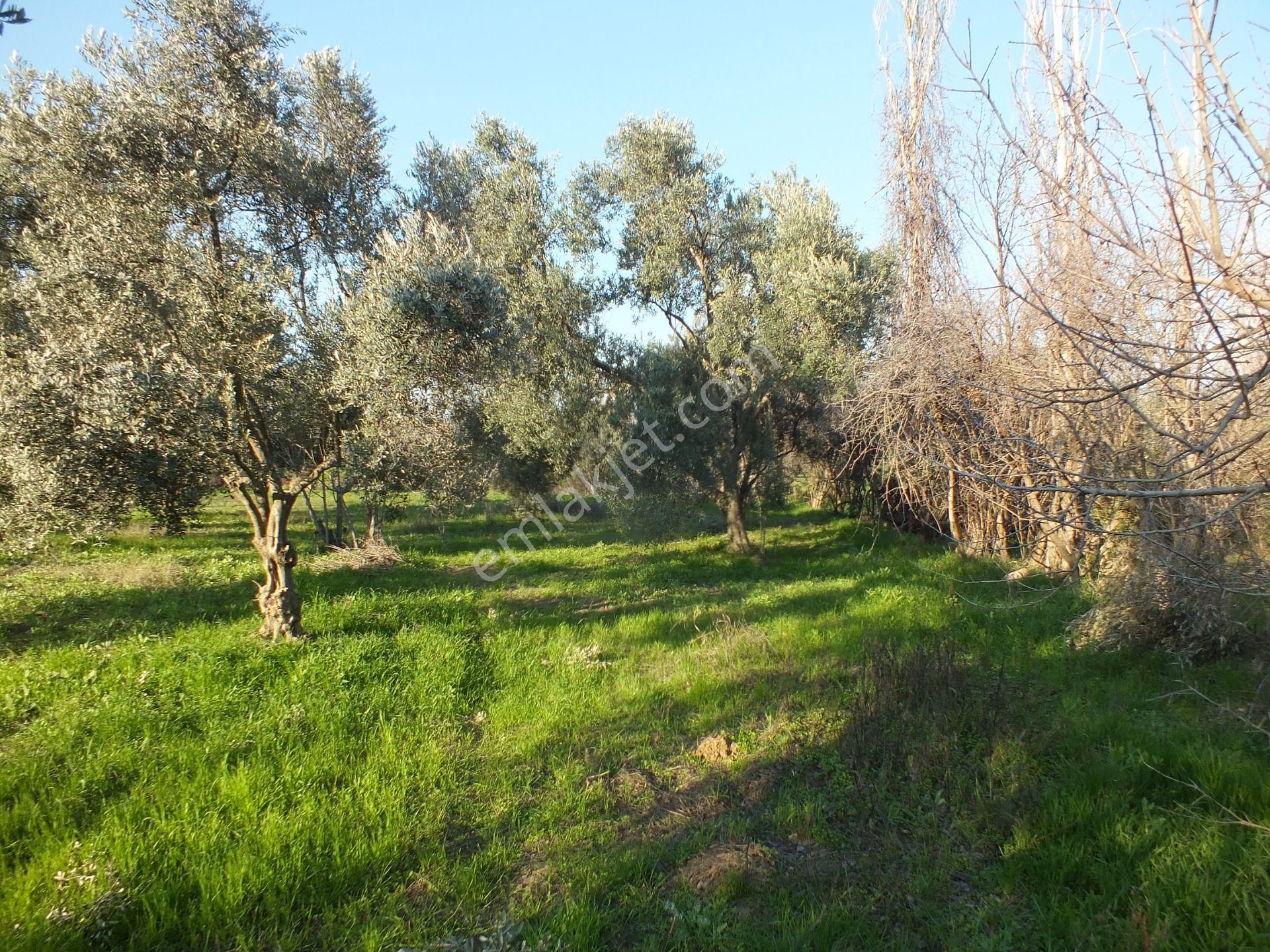 Bozdoğan Ziyaretli Mahallesinde Satılık Yol Kenari Arazi - Görsel 12