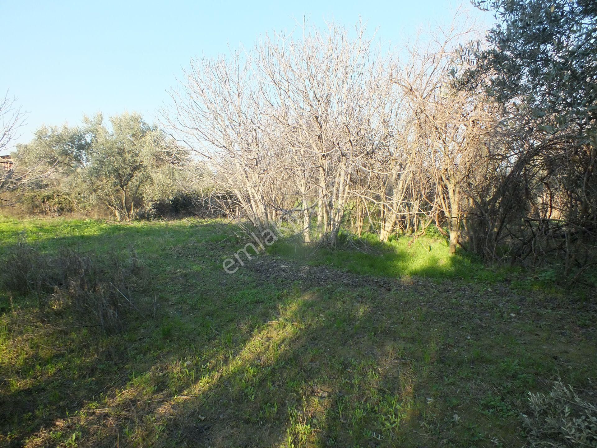 Bozdoğan Ziyaretli Mahallesinde Satılık Yol Kenari Arazi - Görsel 14