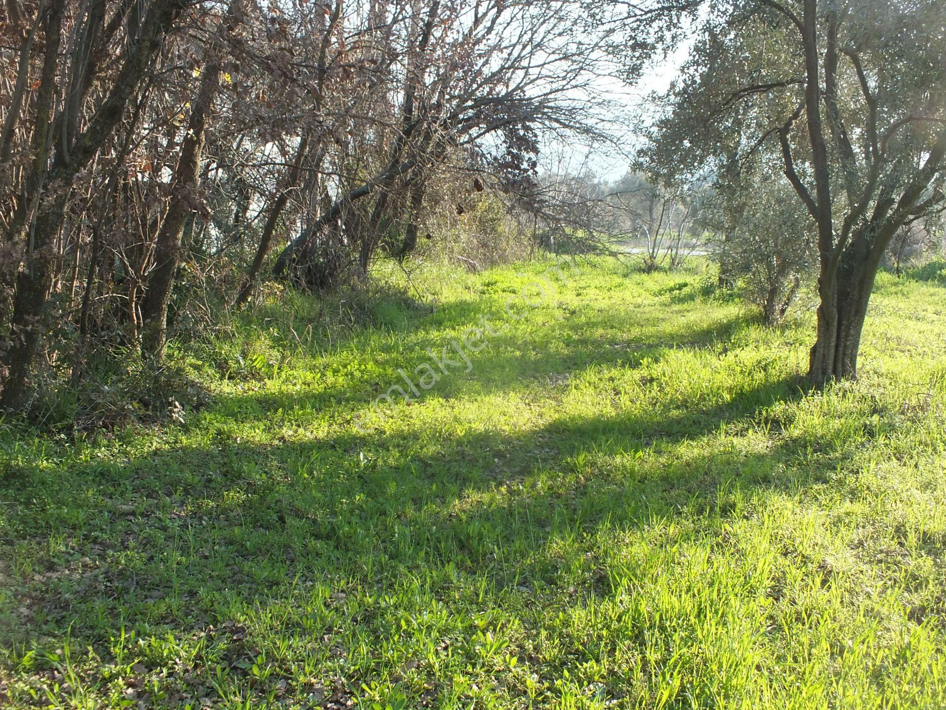 Bozdoğan Ziyaretli Mahallesinde Satılık Yol Kenari Arazi - Görsel 2