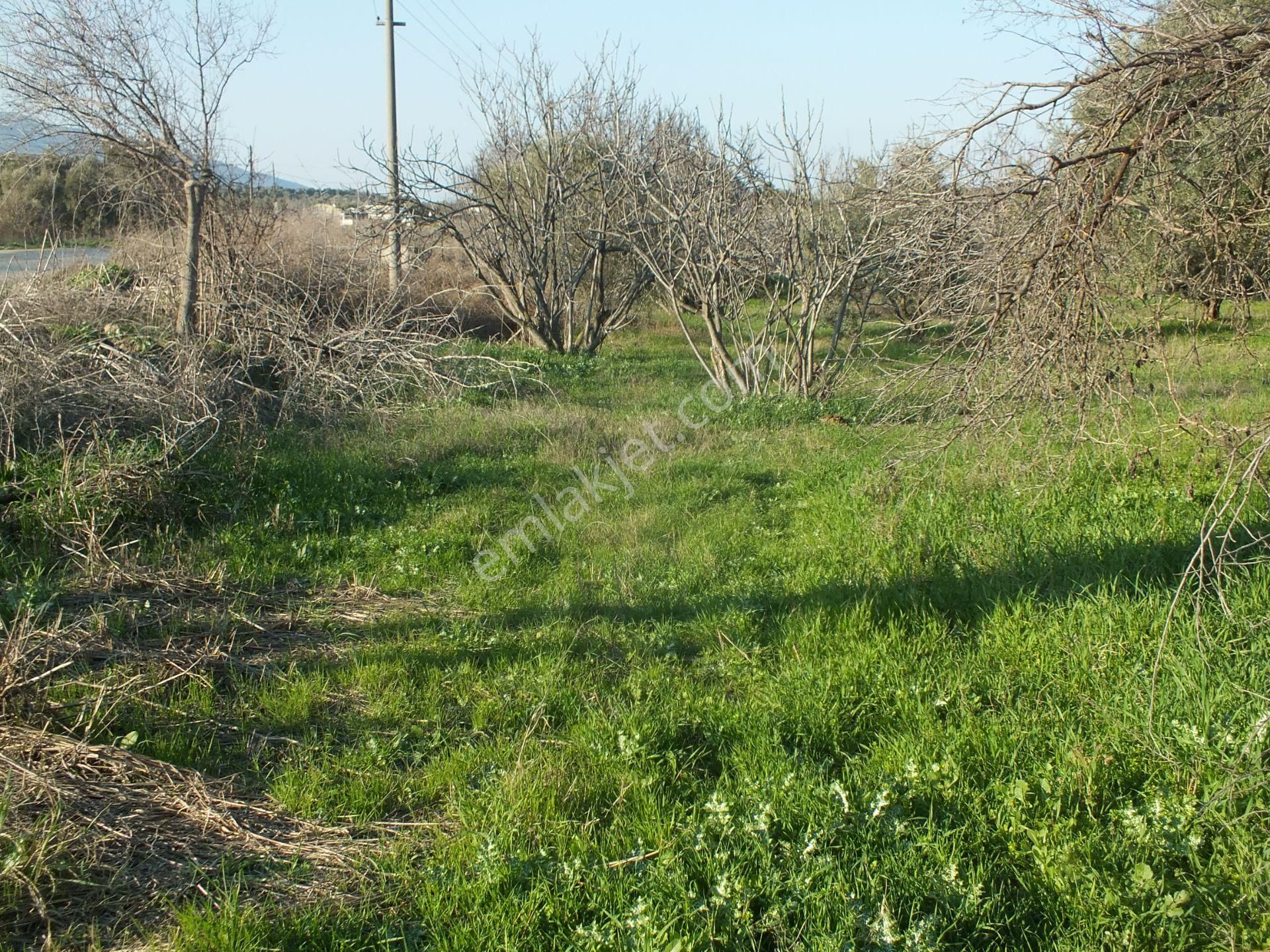 Bozdoğan Ziyaretli Mahallesinde Satılık Yol Kenari Arazi - Görsel 6