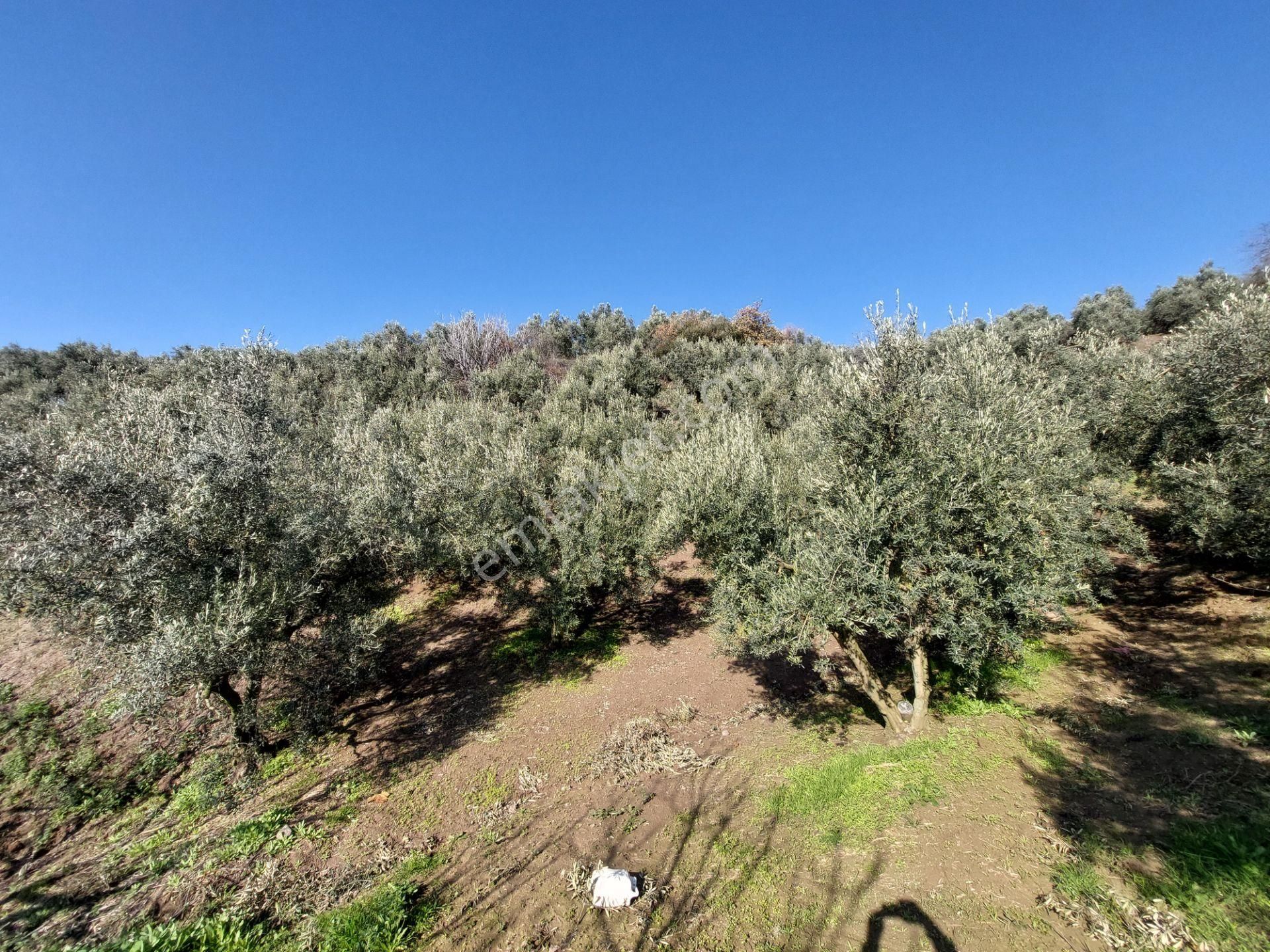 C21 Cius; Gemlik Yeniköy 2,529 M2 Satılık Zeytinlik - Görsel 9