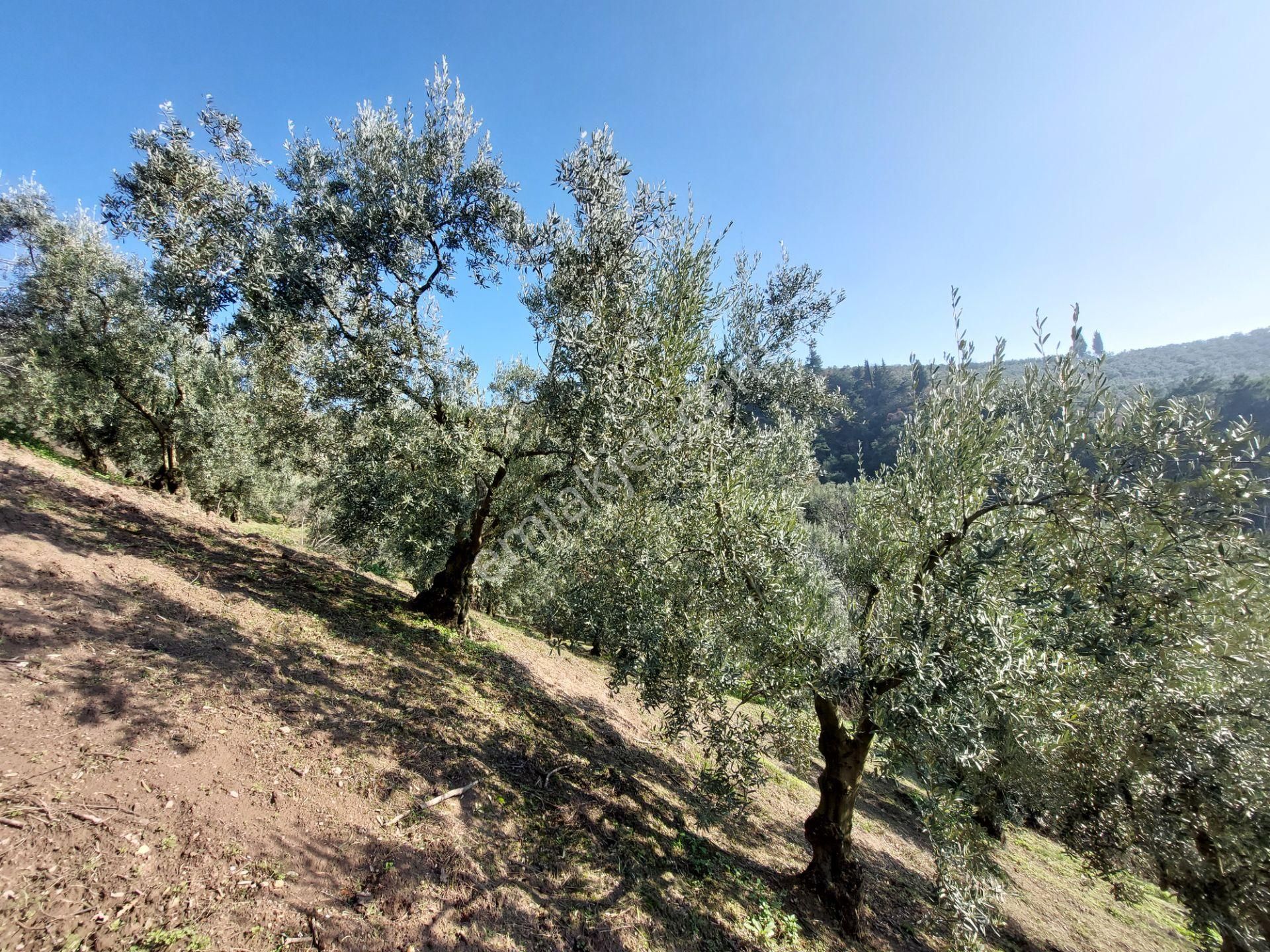 C21 Cius; Gemlik Yeniköy 2,529 M2 Satılık Zeytinlik - Görsel 13