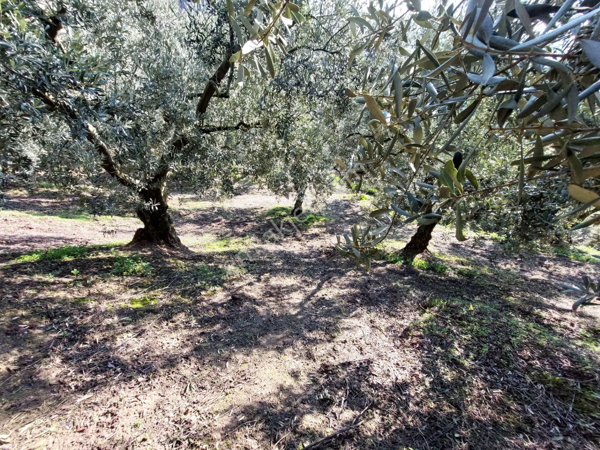 C21 Cius; Gemlik Yeniköy 2,529 M2 Satılık Zeytinlik - Görsel 21