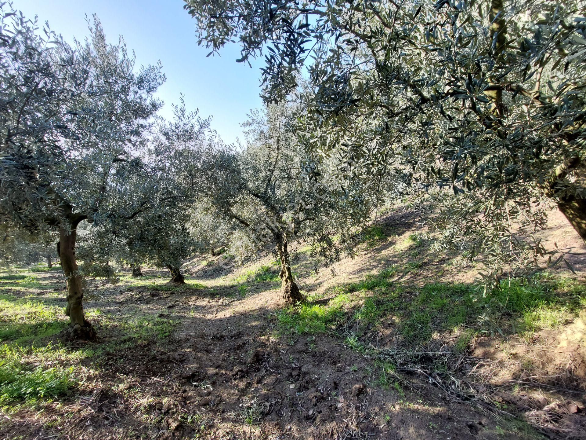 C21 Cius; Gemlik Yeniköy 2,529 M2 Satılık Zeytinlik - Görsel 27
