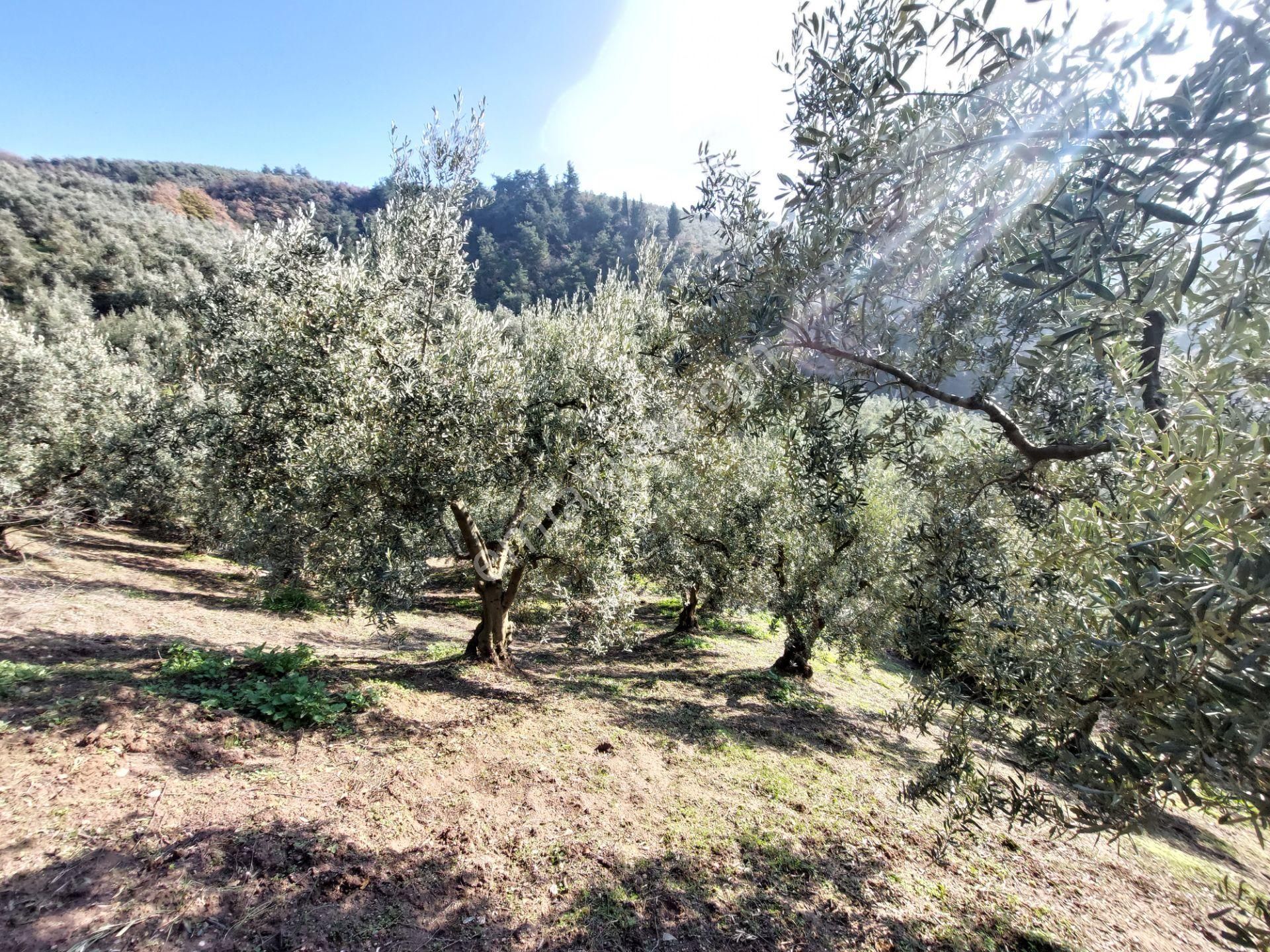 C21 Cius; Gemlik Yeniköy 2,529 M2 Satılık Zeytinlik - Görsel 17