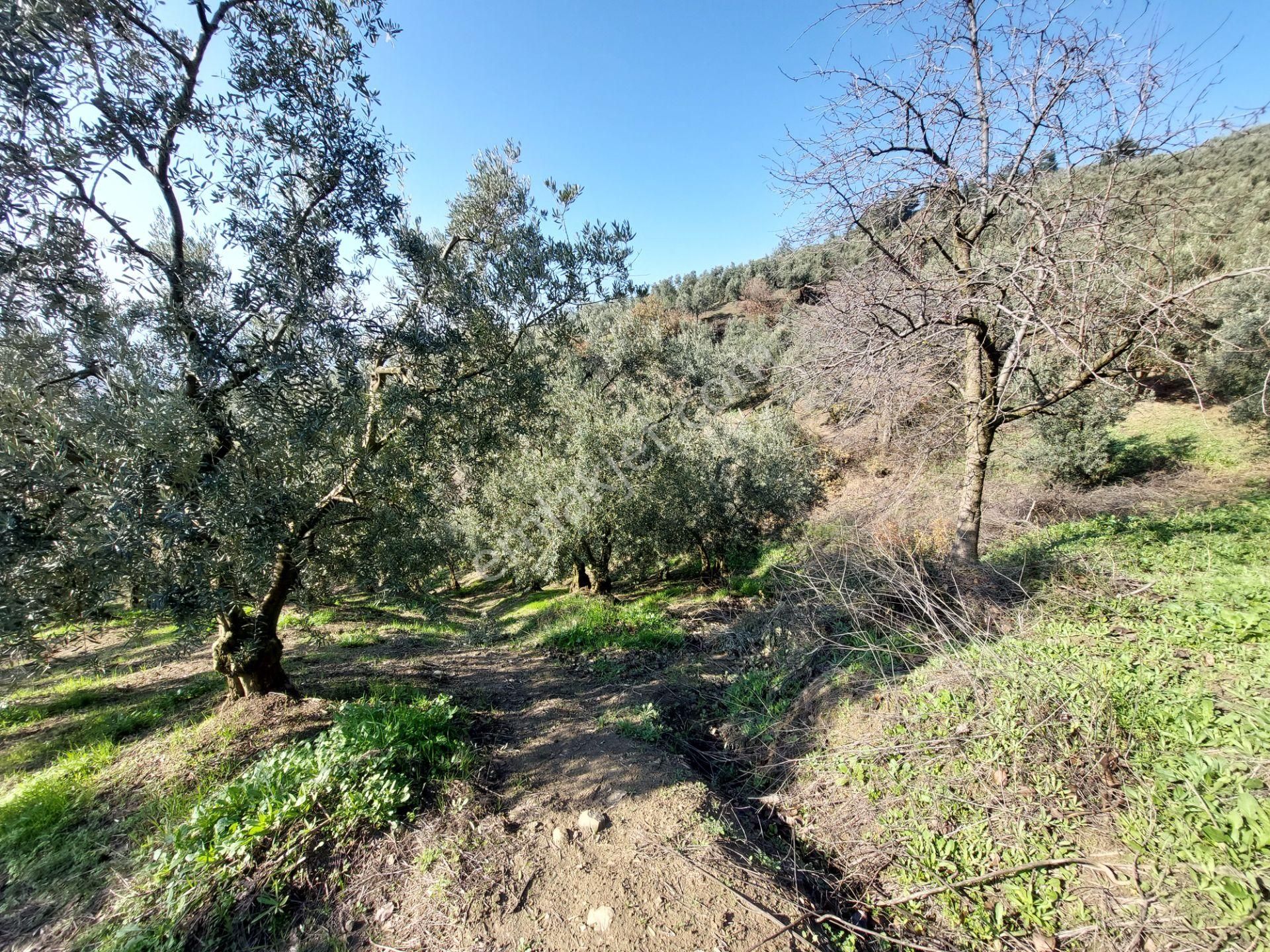 C21 Cius; Gemlik Yeniköy 2,529 M2 Satılık Zeytinlik - Görsel 3