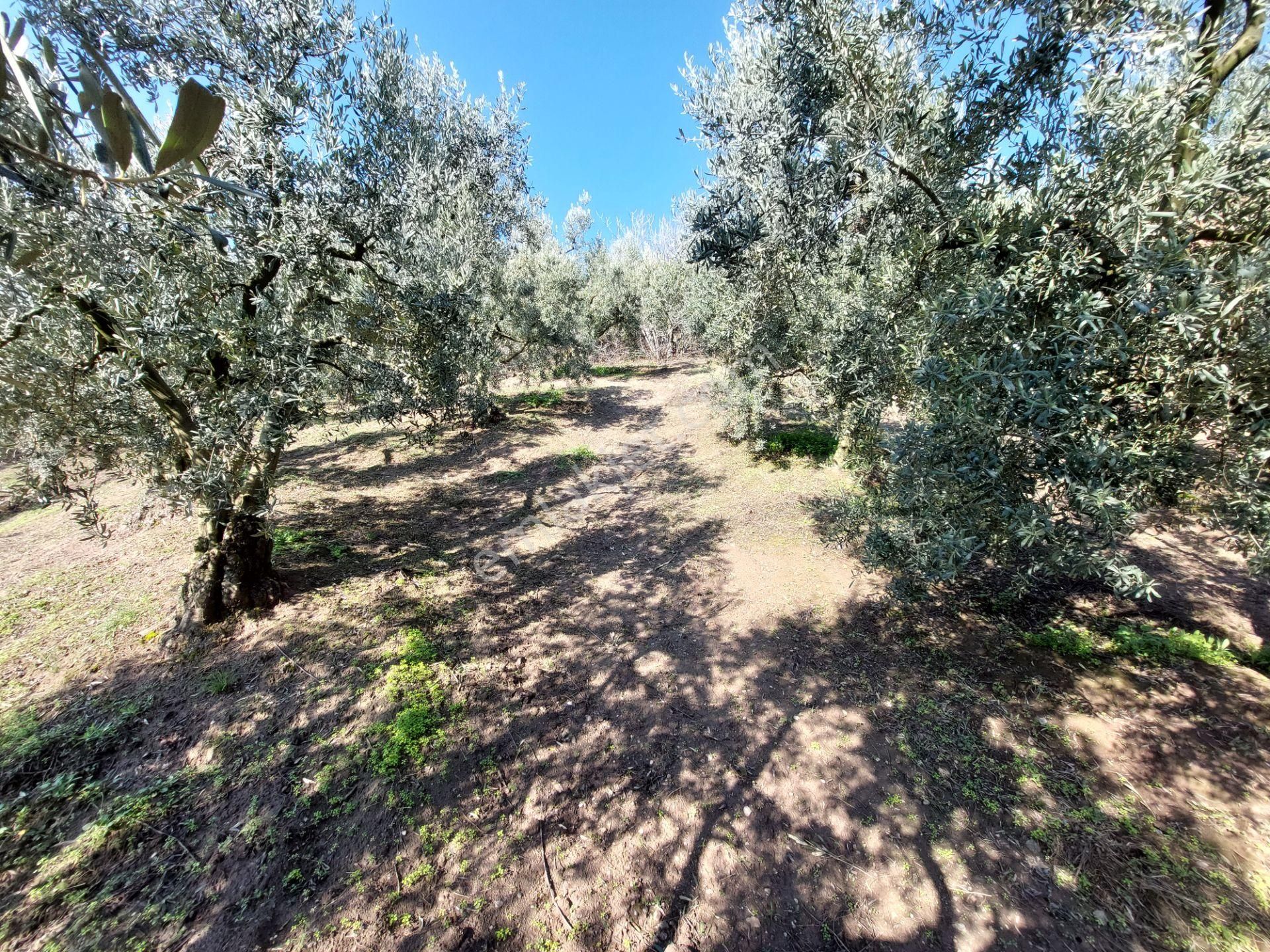 C21 Cius; Gemlik Yeniköy 2,529 M2 Satılık Zeytinlik - Görsel 12