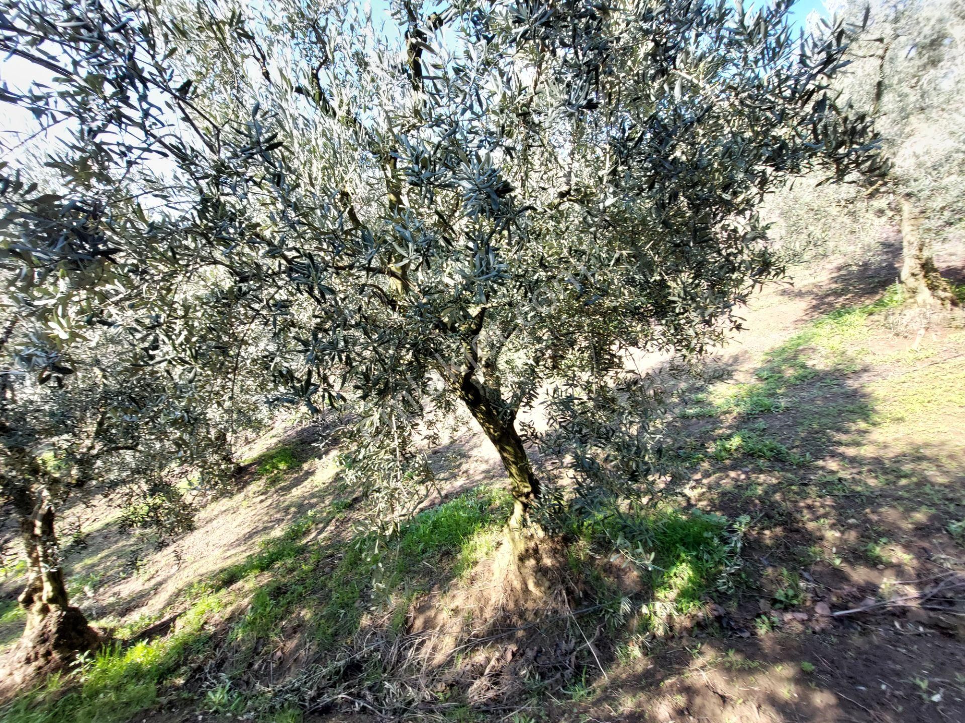 C21 Cius; Gemlik Yeniköy 2,529 M2 Satılık Zeytinlik - Görsel 26