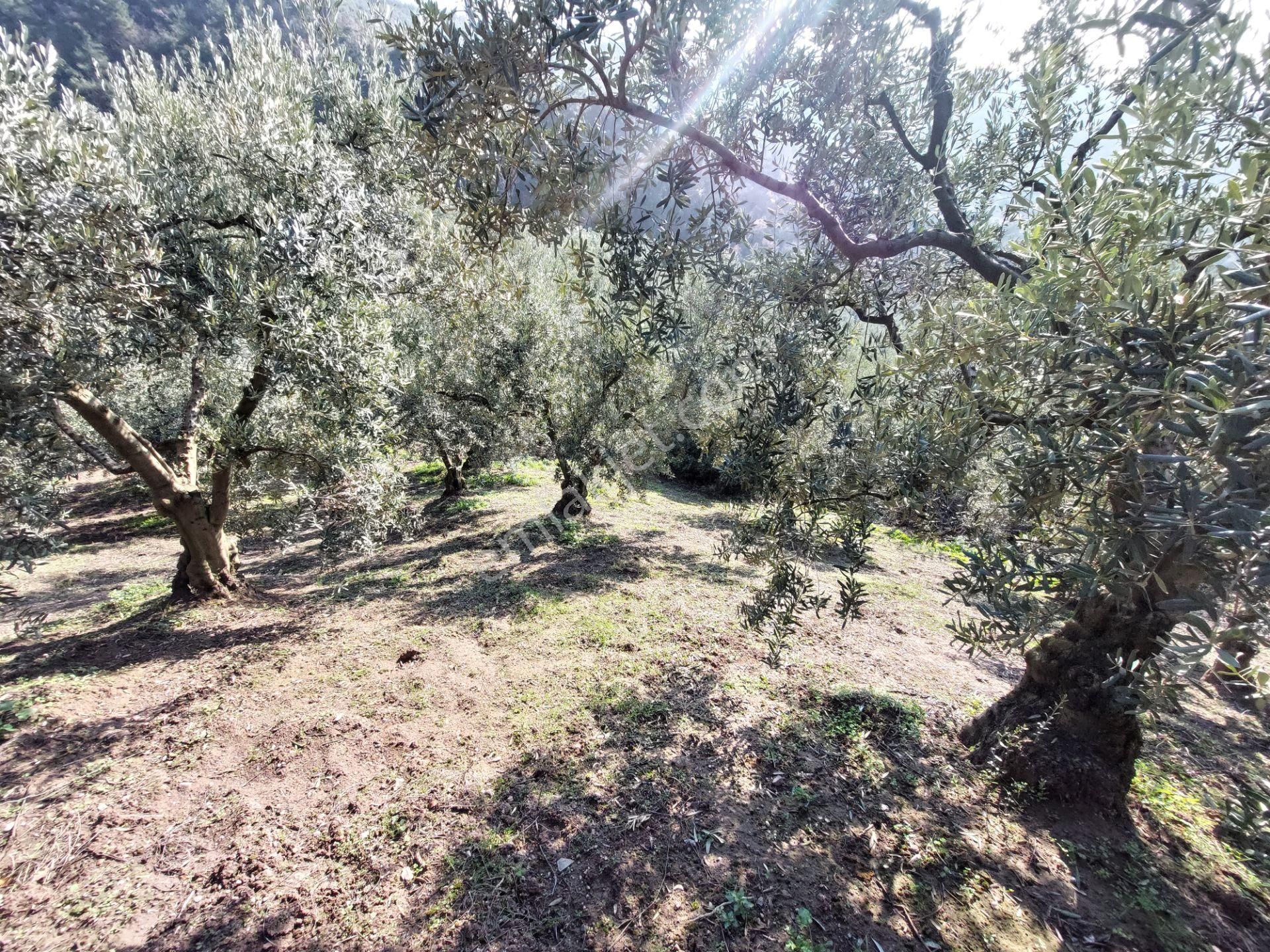 C21 Cius; Gemlik Yeniköy 2,529 M2 Satılık Zeytinlik - Görsel 18