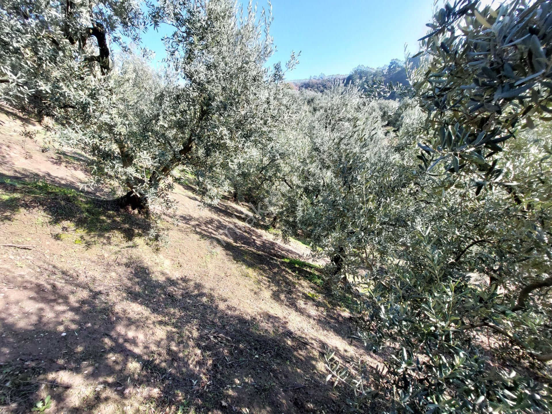 C21 Cius; Gemlik Yeniköy 2,529 M2 Satılık Zeytinlik - Görsel 20
