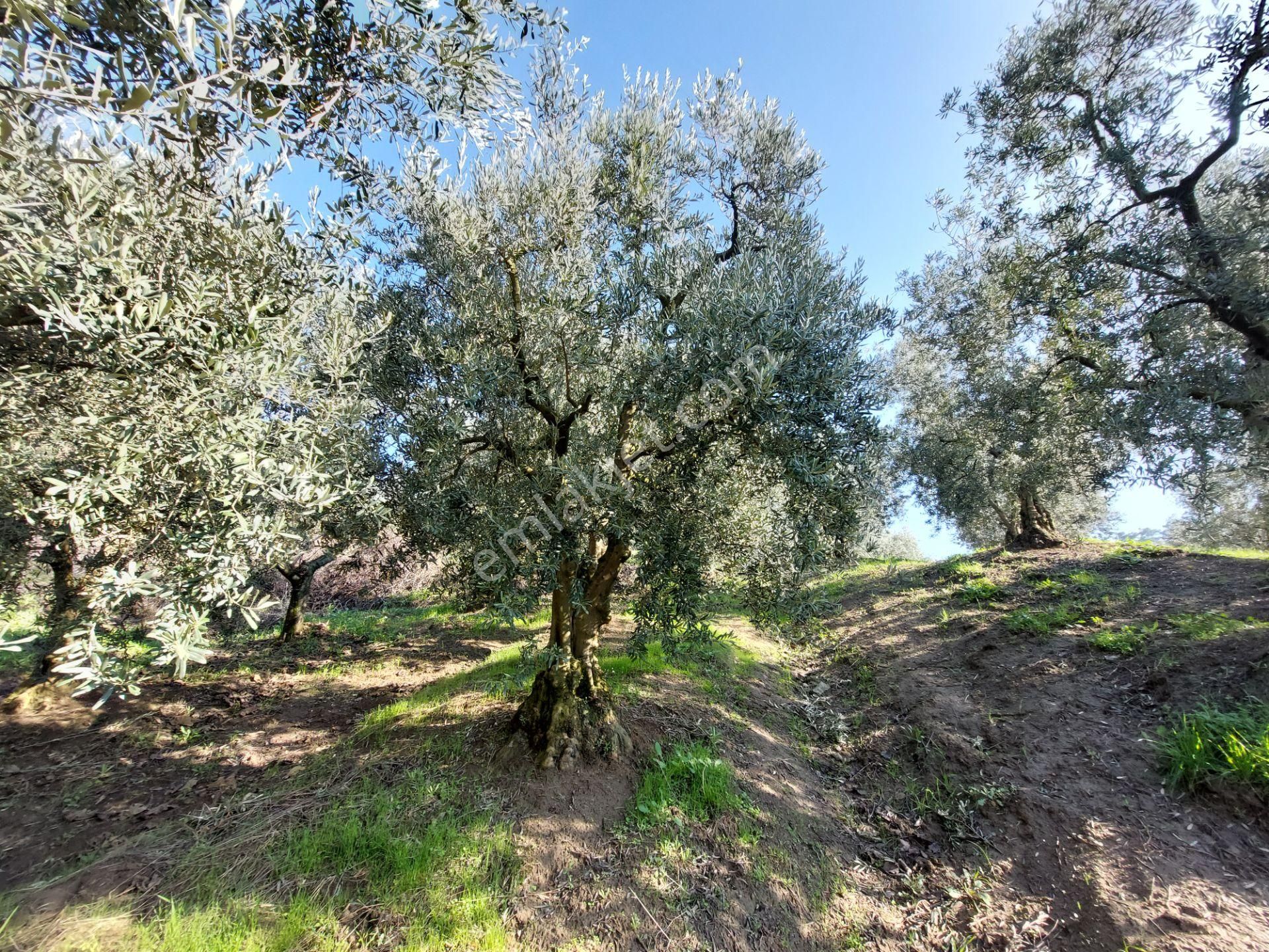 C21 Cius; Gemlik Yeniköy 2,529 M2 Satılık Zeytinlik - Görsel 29