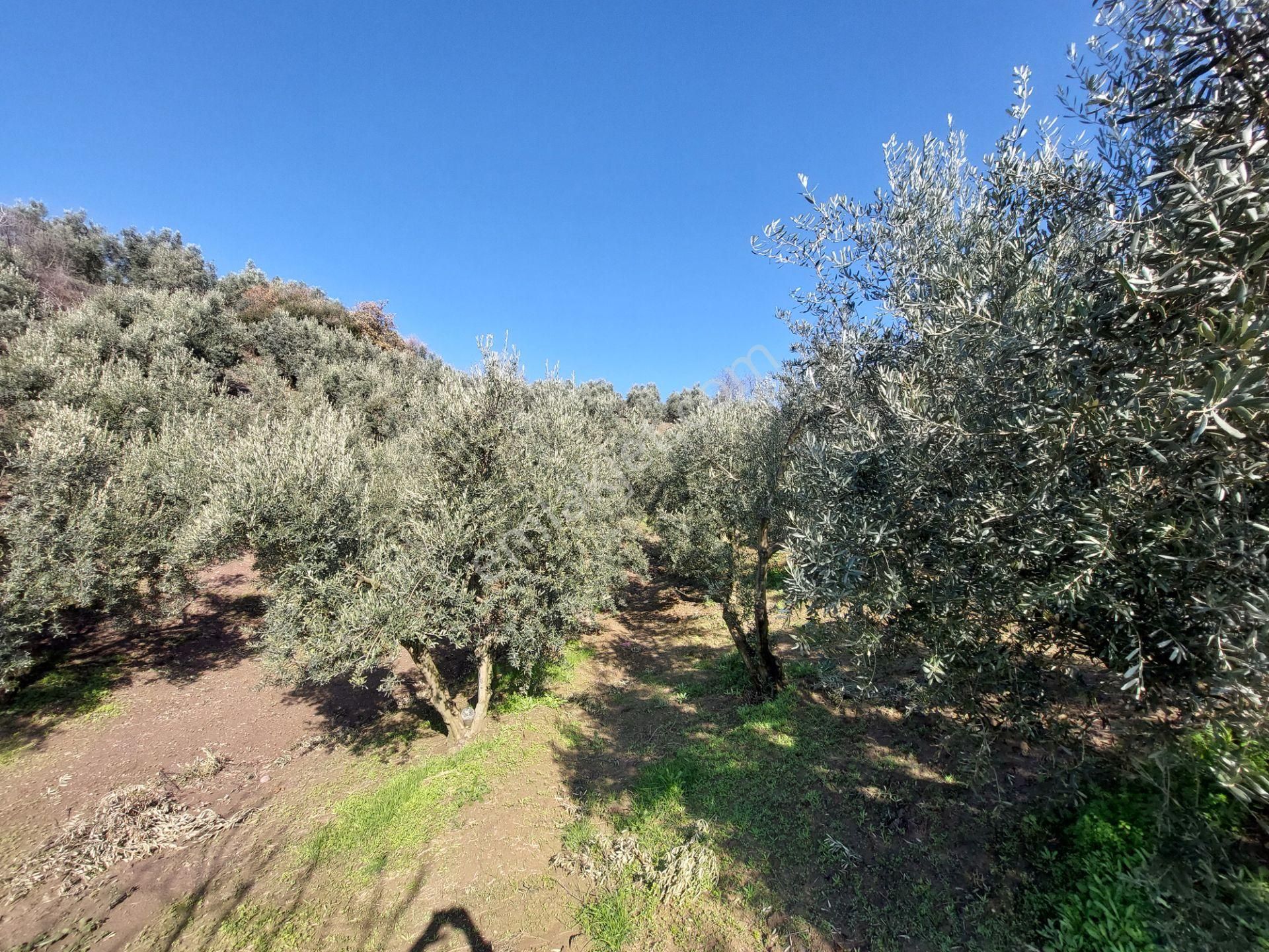 C21 Cius; Gemlik Yeniköy 2,529 M2 Satılık Zeytinlik - Görsel 8