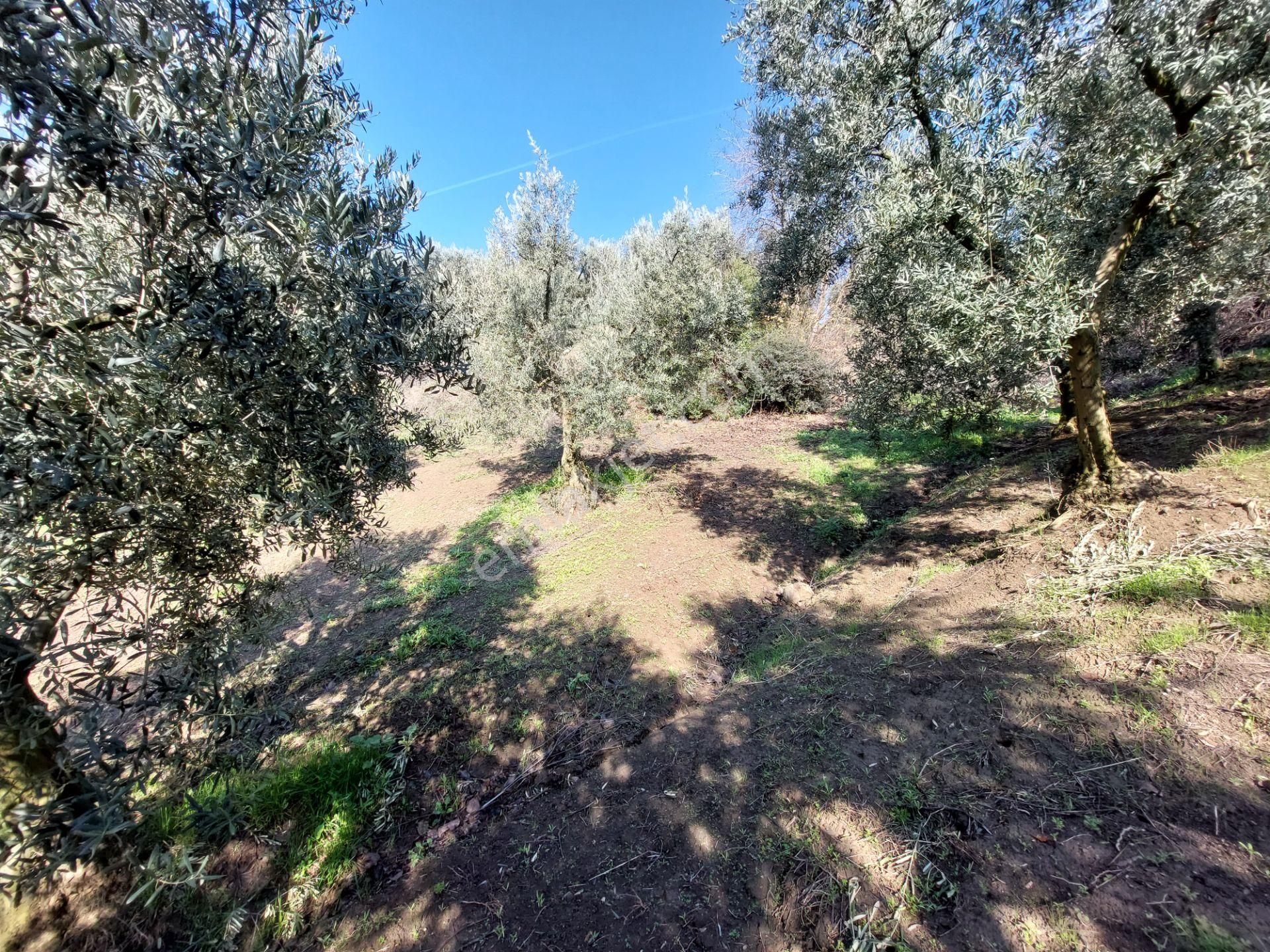 C21 Cius; Gemlik Yeniköy 2,529 M2 Satılık Zeytinlik - Görsel 25