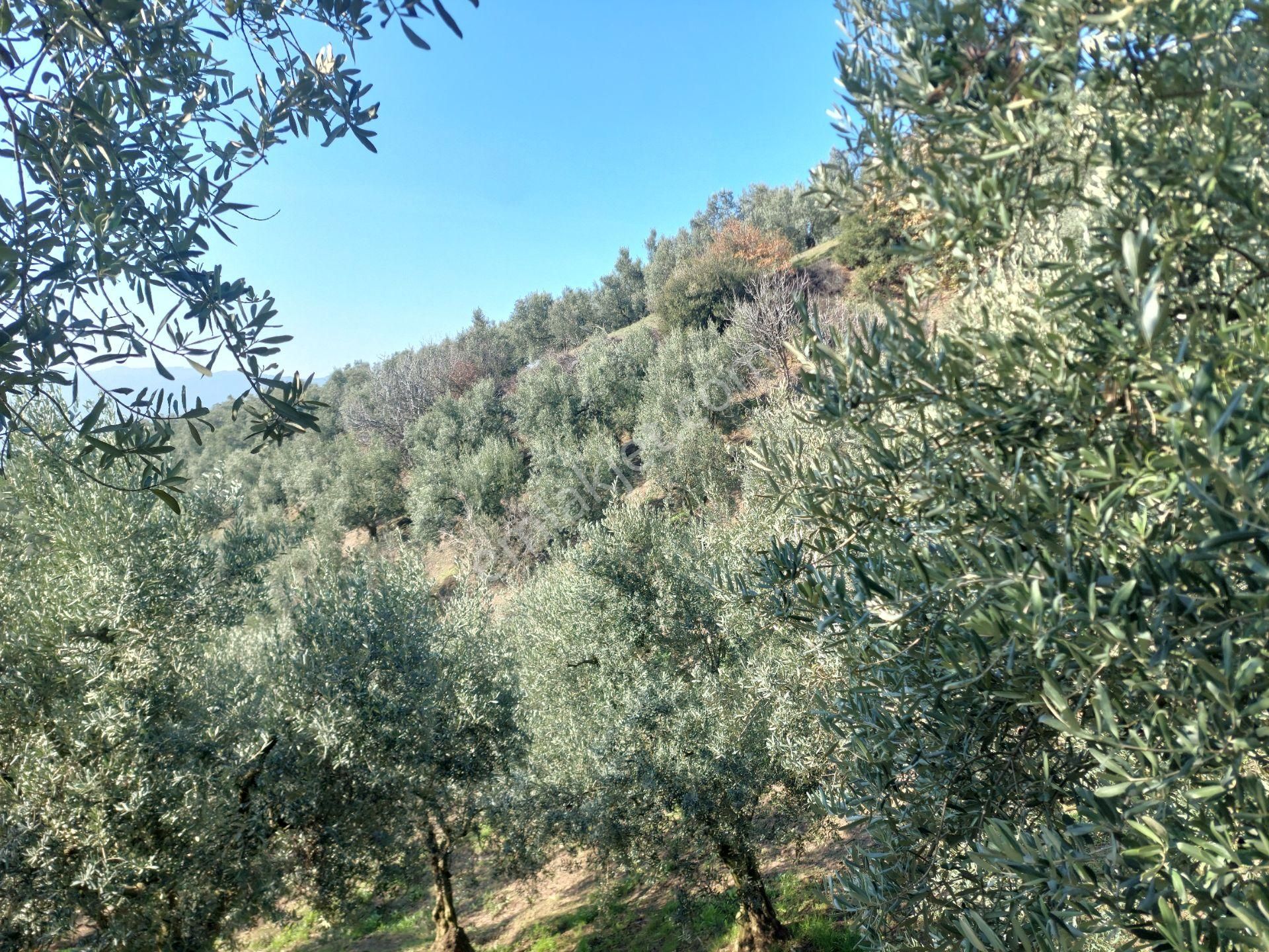 C21 Cius; Gemlik Yeniköy 2,529 M2 Satılık Zeytinlik - Görsel 34
