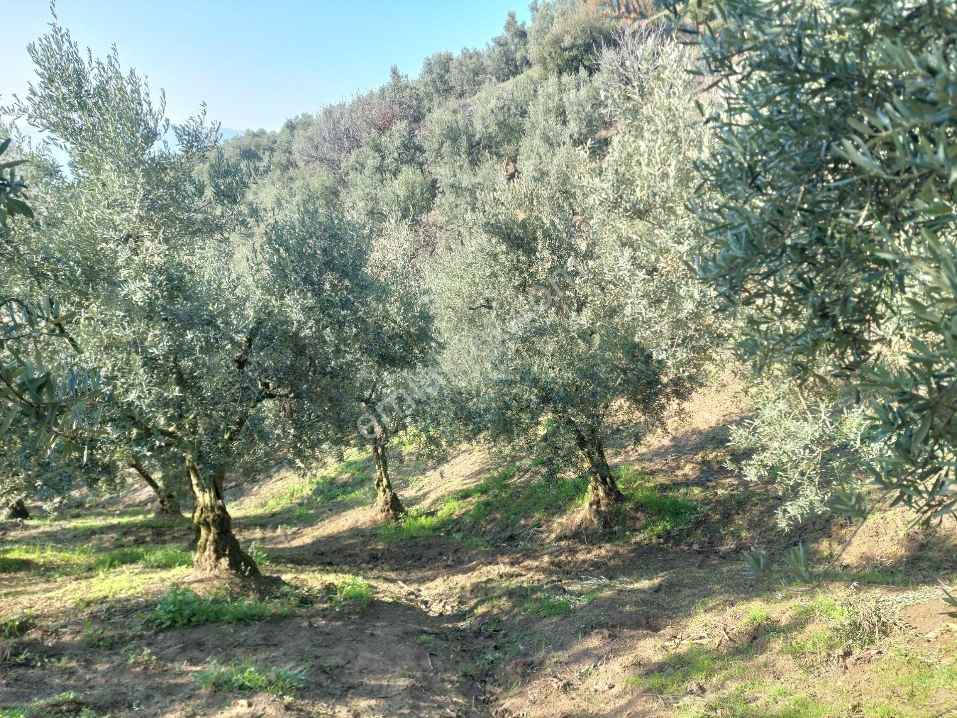 C21 Cius; Gemlik Yeniköy 2,529 M2 Satılık Zeytinlik - Görsel 33