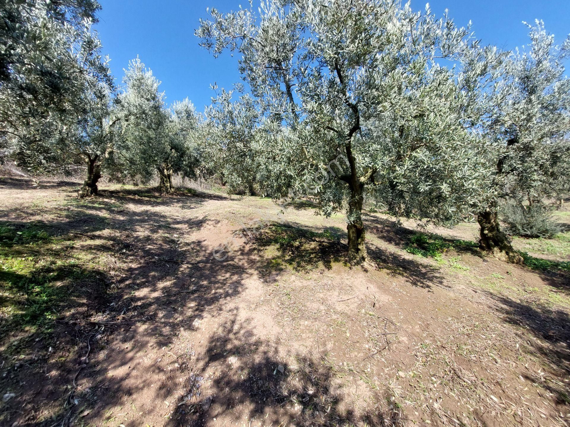 C21 Cius; Gemlik Yeniköy 2,529 M2 Satılık Zeytinlik - Görsel 22