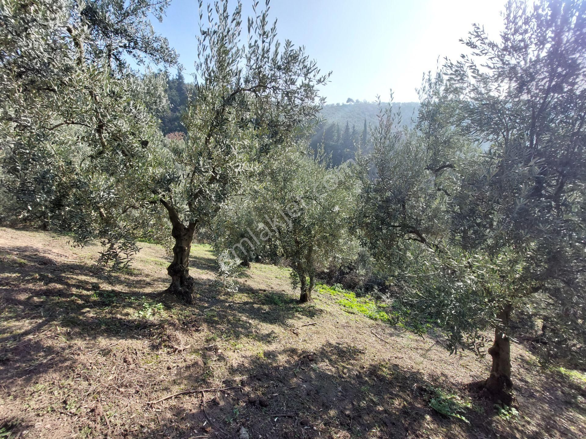 C21 Cius; Gemlik Yeniköy 2,529 M2 Satılık Zeytinlik - Görsel 14