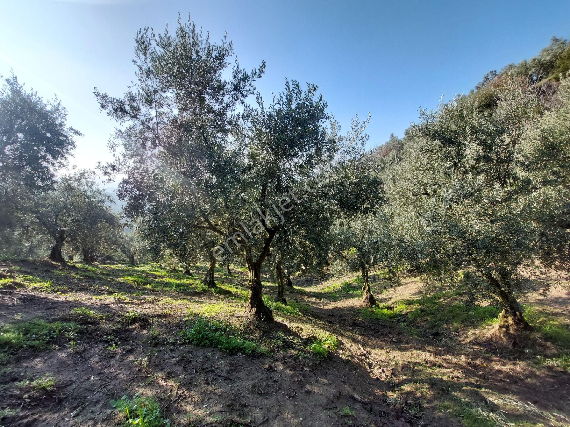 C21 Cius; Gemlik Yeniköy 2,529 M2 Satılık Zeytinlik