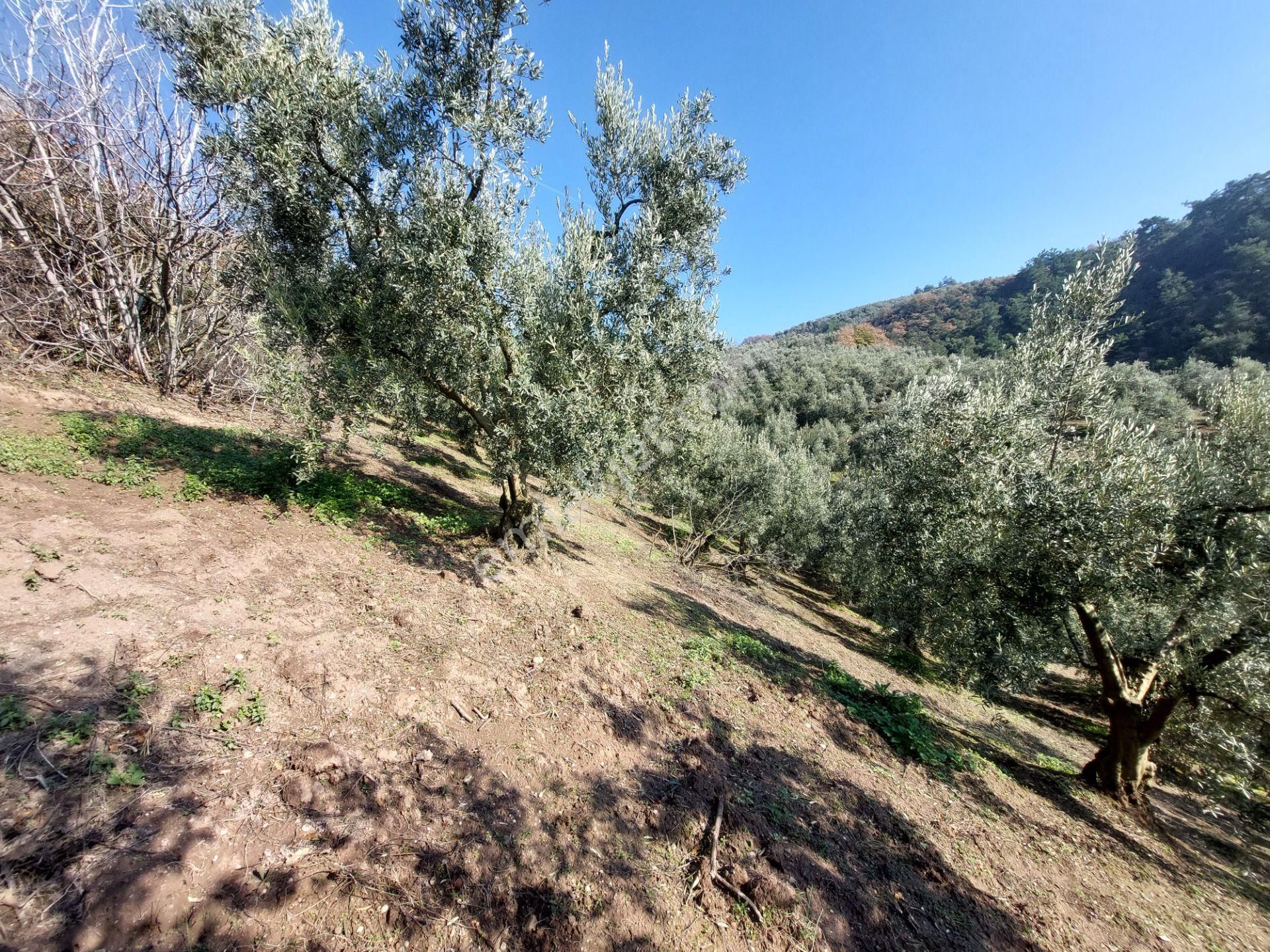 C21 Cius; Gemlik Yeniköy 2,529 M2 Satılık Zeytinlik - Görsel 16