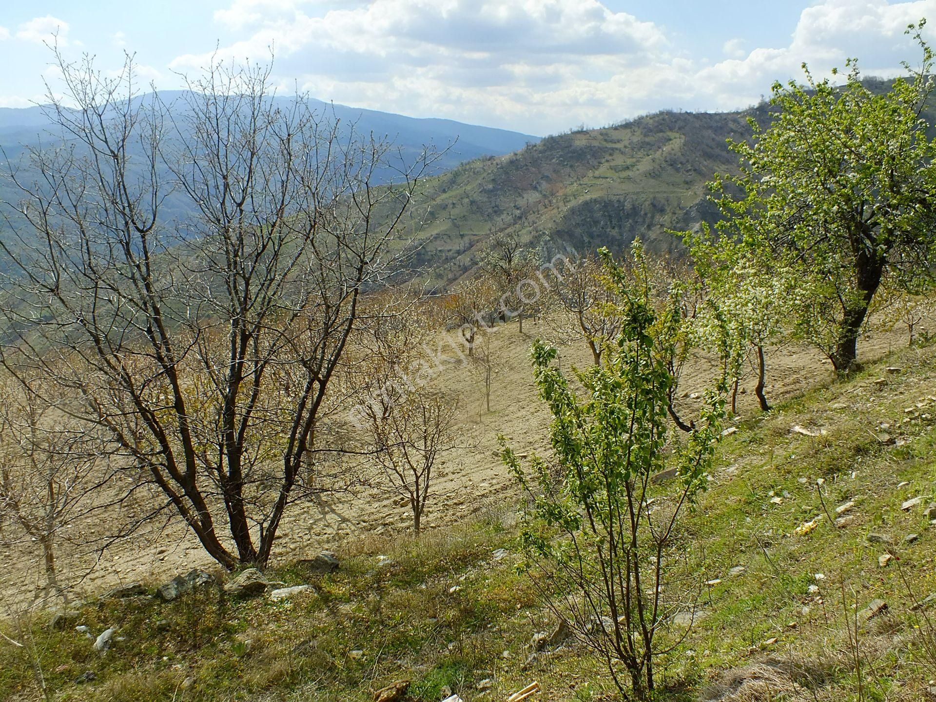 Aydın Buharkent Ericek Mahallesinde Satılık Kiraz Bahçesi