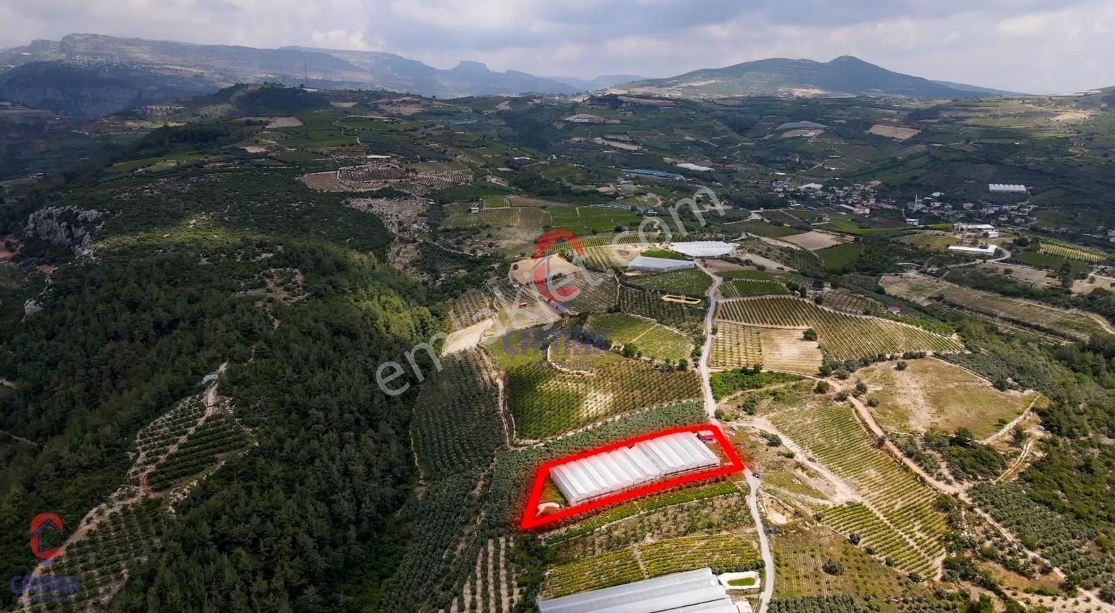 Muz Serası Olabilecek Satılık 4.240 M2 Kapalı Ejder Meyvesi Sera - Görsel 3