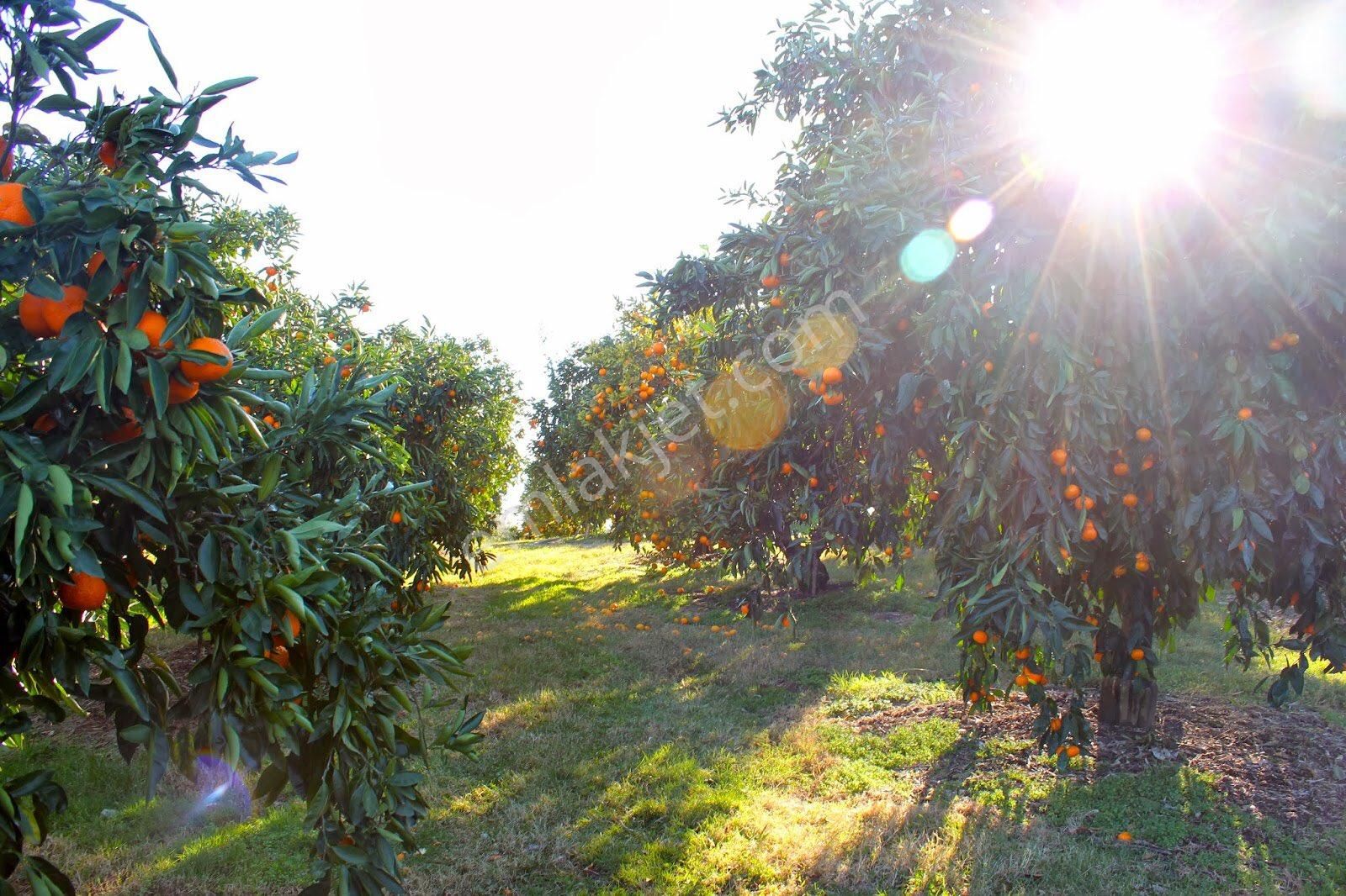 Gümüldürde 202 M2 Mandelina Bahçesi - Görsel 9