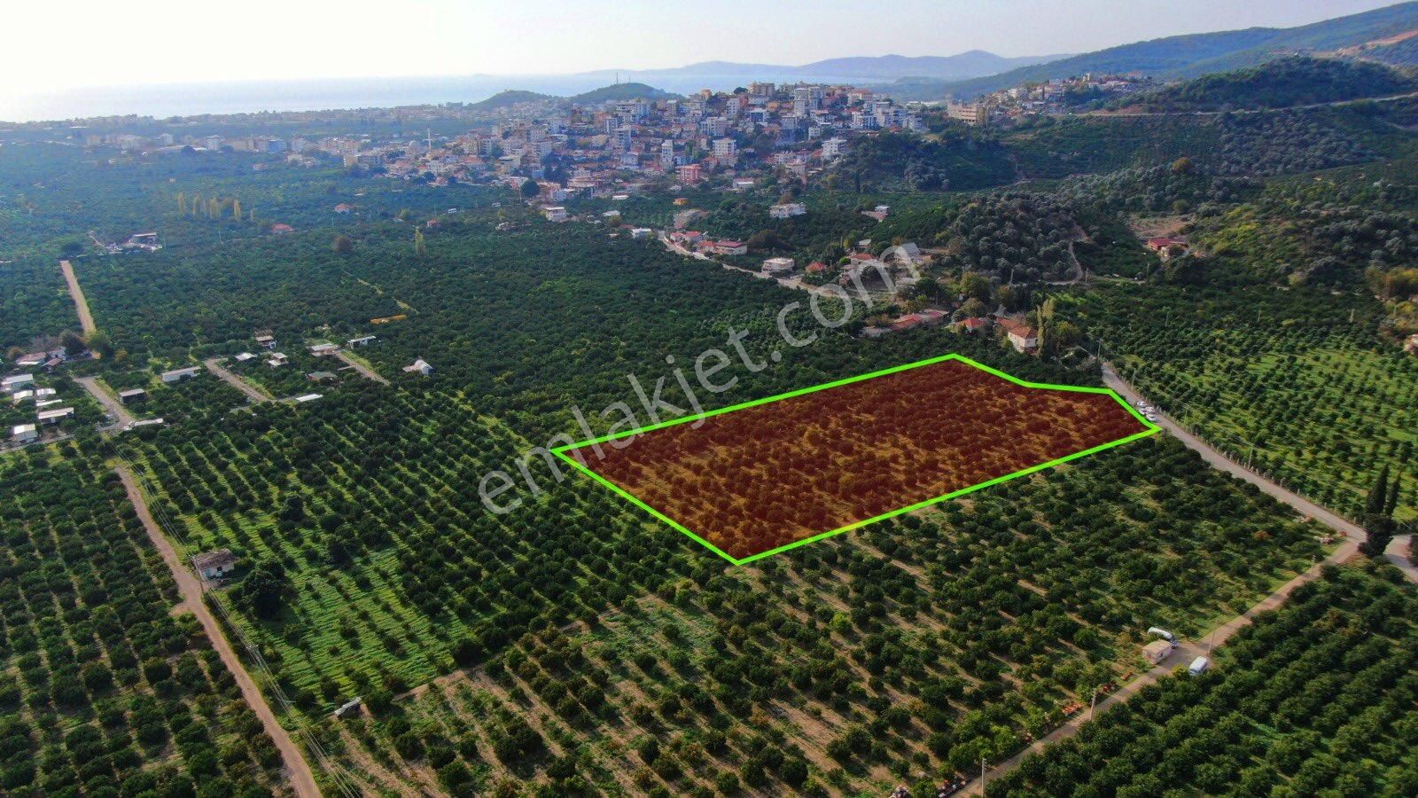 Gümüldürde 202 M2 Mandelina Bahçesi