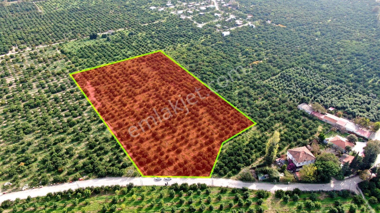 Gümüldürde 202 M2 Mandelina Bahçesi - Görsel 10