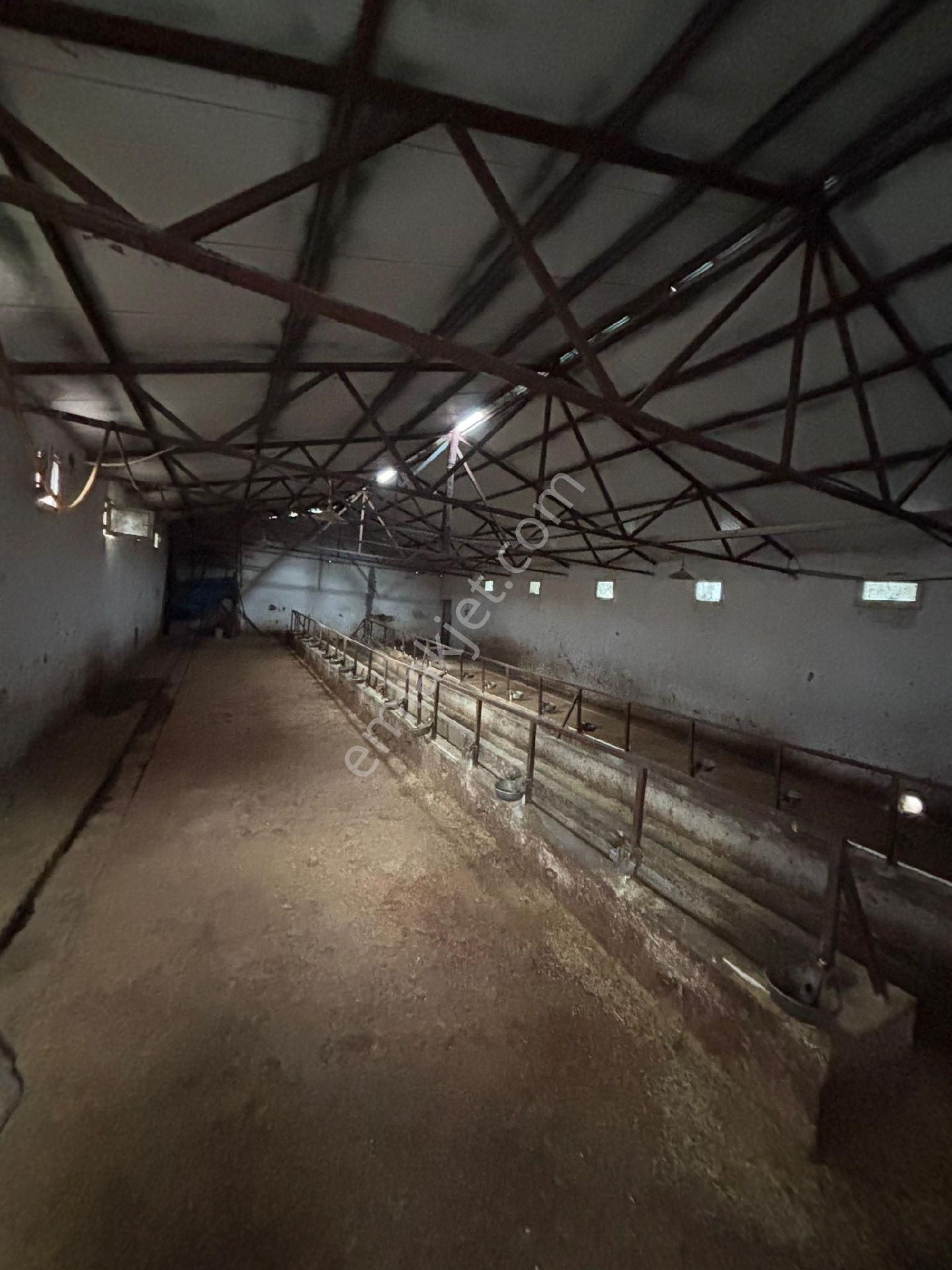 Kiralık Çiftlik Buyubas Ve Küçükbaş Hayvancılık Ruhsat Li Balumda - Görsel 5