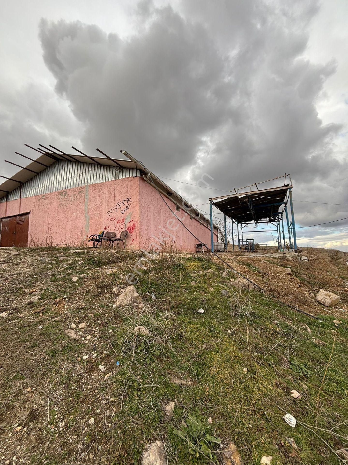 Kiralık Çiftlik Buyubas Ve Küçükbaş Hayvancılık Ruhsat Li Balumda - Görsel 2