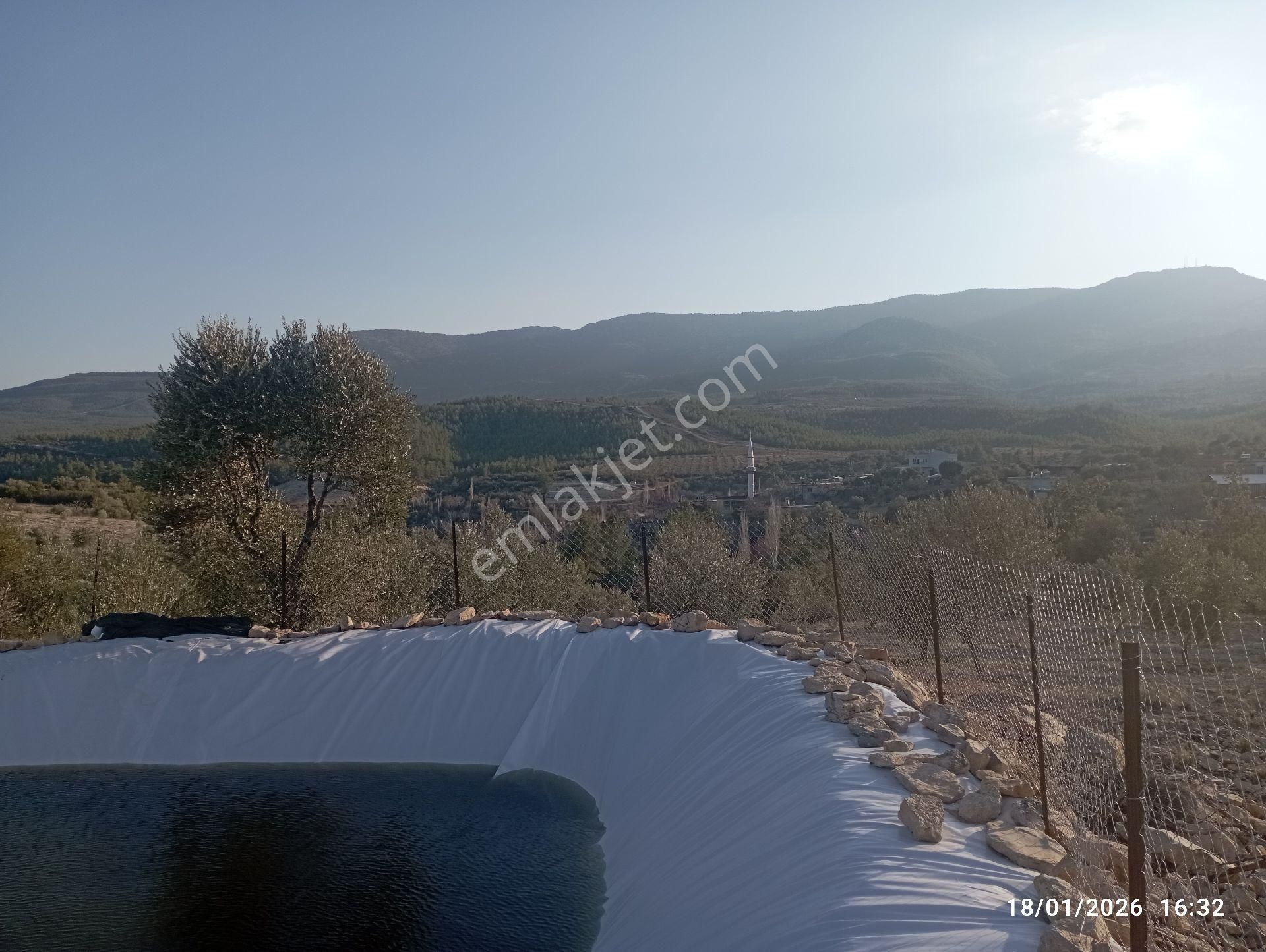 Yetişmiş Zeytin Bahçesi - Görsel 15
