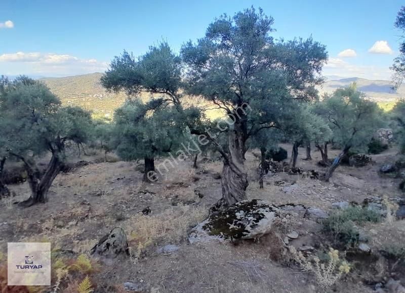 Aydın Çine Akçaovada 2 Ayrı Yatırıma Uygun Arazi