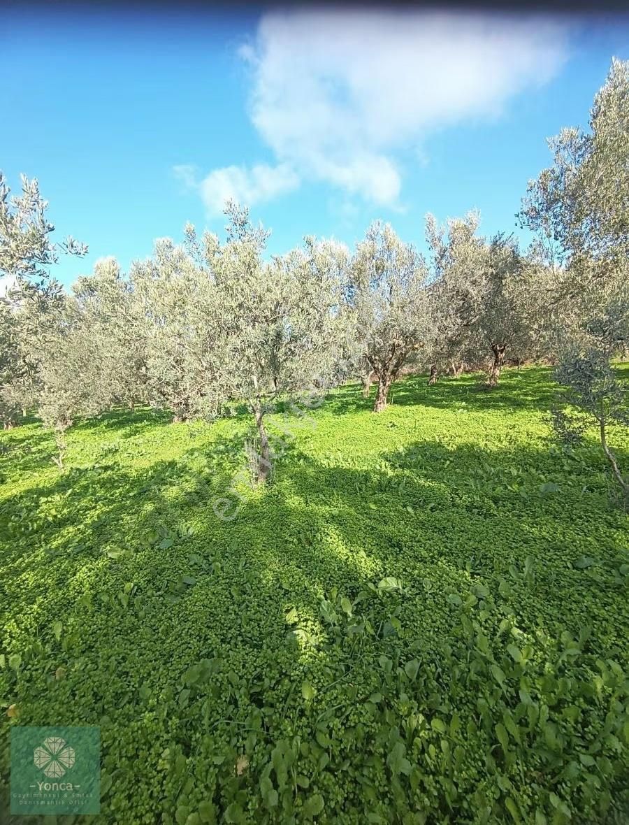 Yonca Gayrimenkulden Kırkağaç Kınık Satılık Zeytinlik - Görsel 3