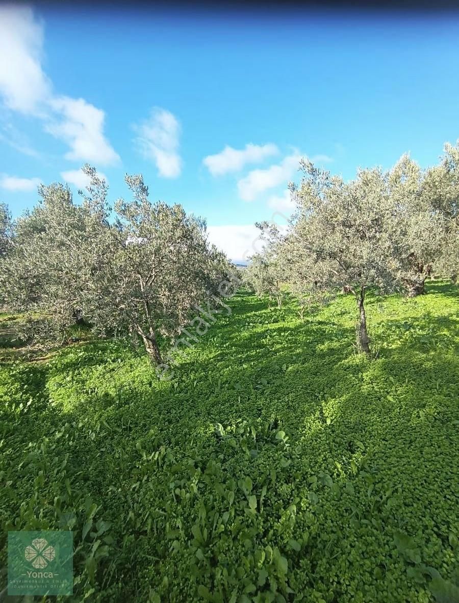 Yonca Gayrimenkulden Kırkağaç Kınık Satılık Zeytinlik