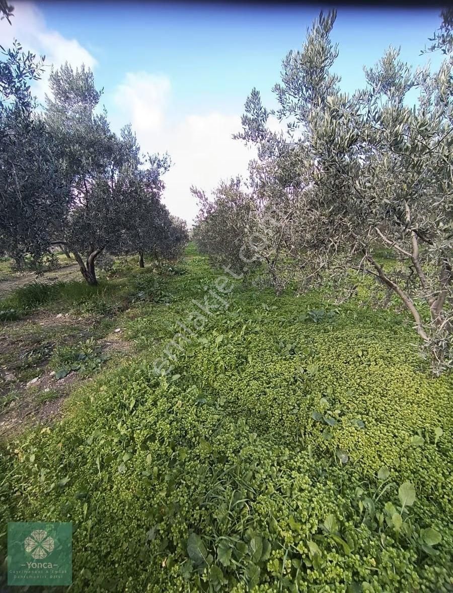 Yonca Gayrimenkulden Kırkağaç Kınık Satılık Zeytinlik - Görsel 4