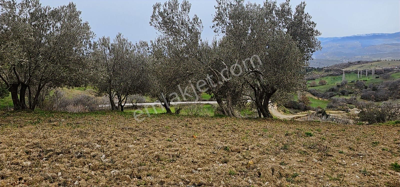 Bergama Sarıcaoğlu'da Doğa Manzaralı 2 Müstakil Konut Arsası - Görsel 8