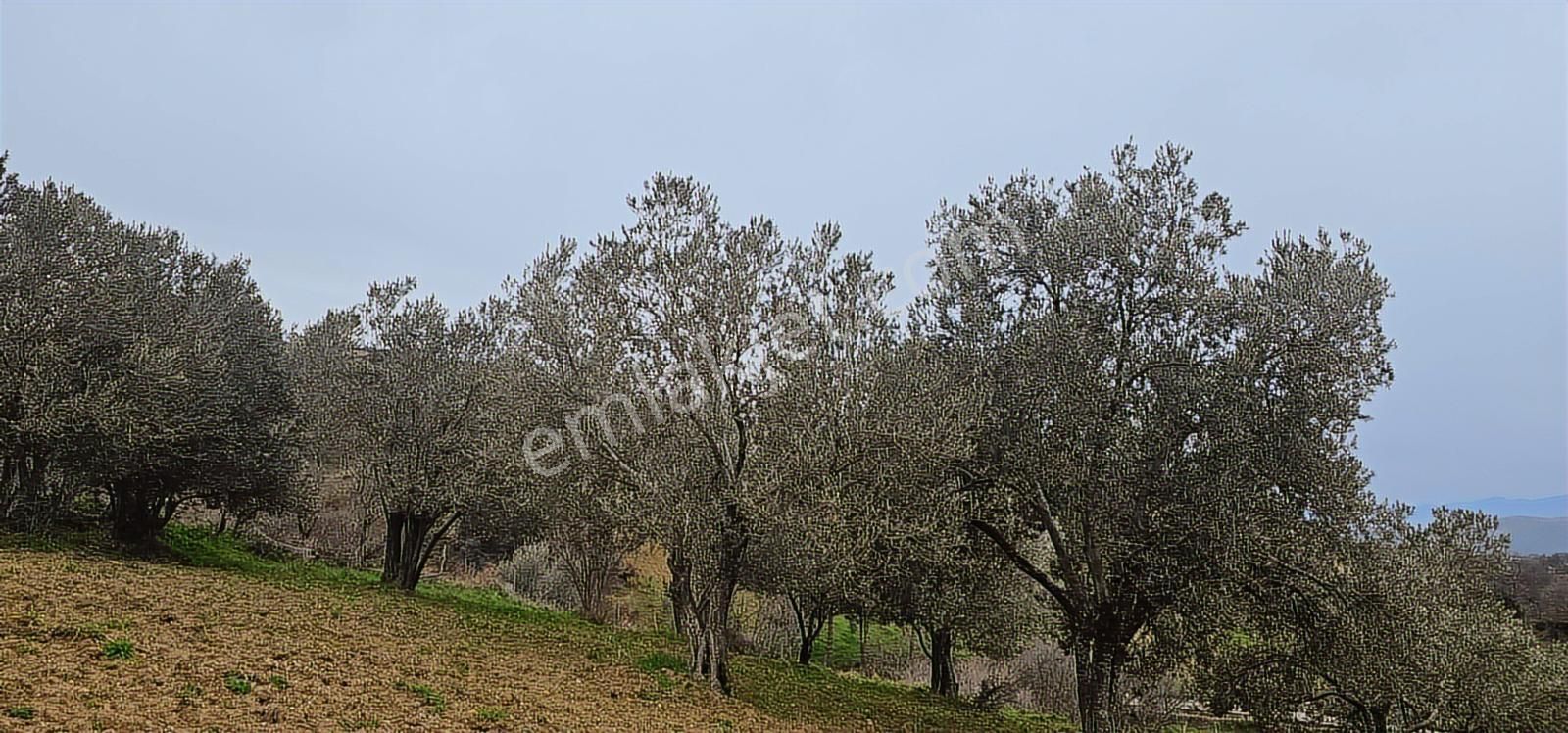 Bergama Sarıcaoğlu'da Doğa Manzaralı 2 Müstakil Konut Arsası - Görsel 4