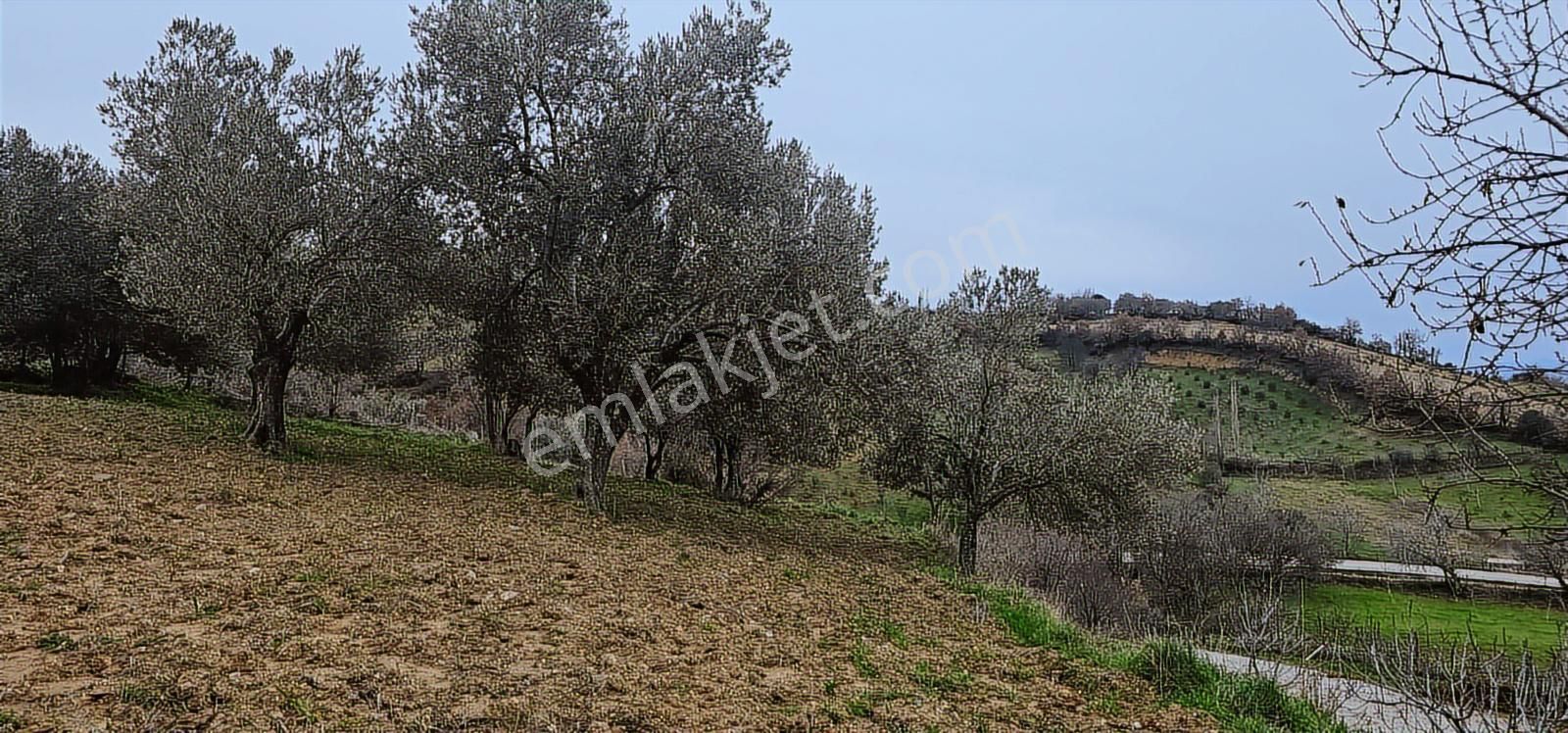 Bergama Sarıcaoğlu'da Doğa Manzaralı 2 Müstakil Konut Arsası - Görsel 32