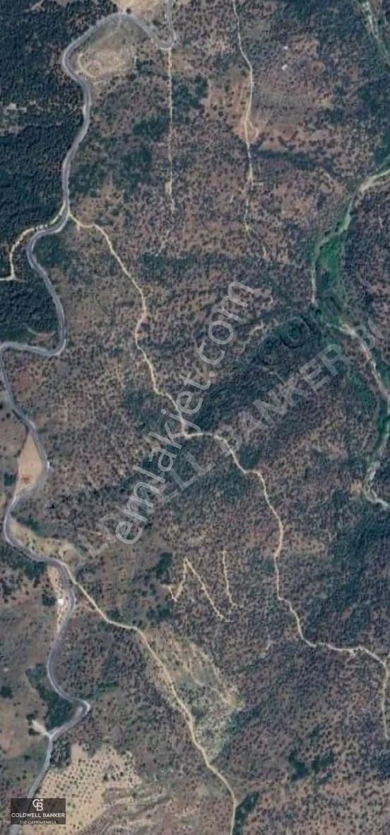 Satılık Aydın Yenipazar Mahallesinde 2 Parsel Zeytinlik