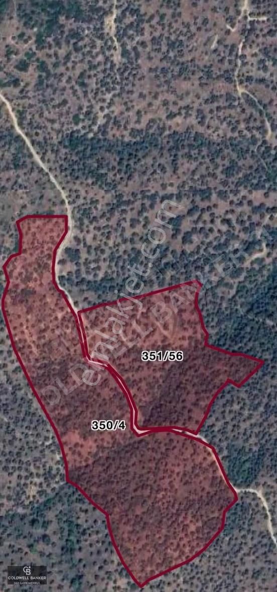 Satılık Aydın Yenipazar Mahallesinde 2 Parsel Zeytinlik - Görsel 9