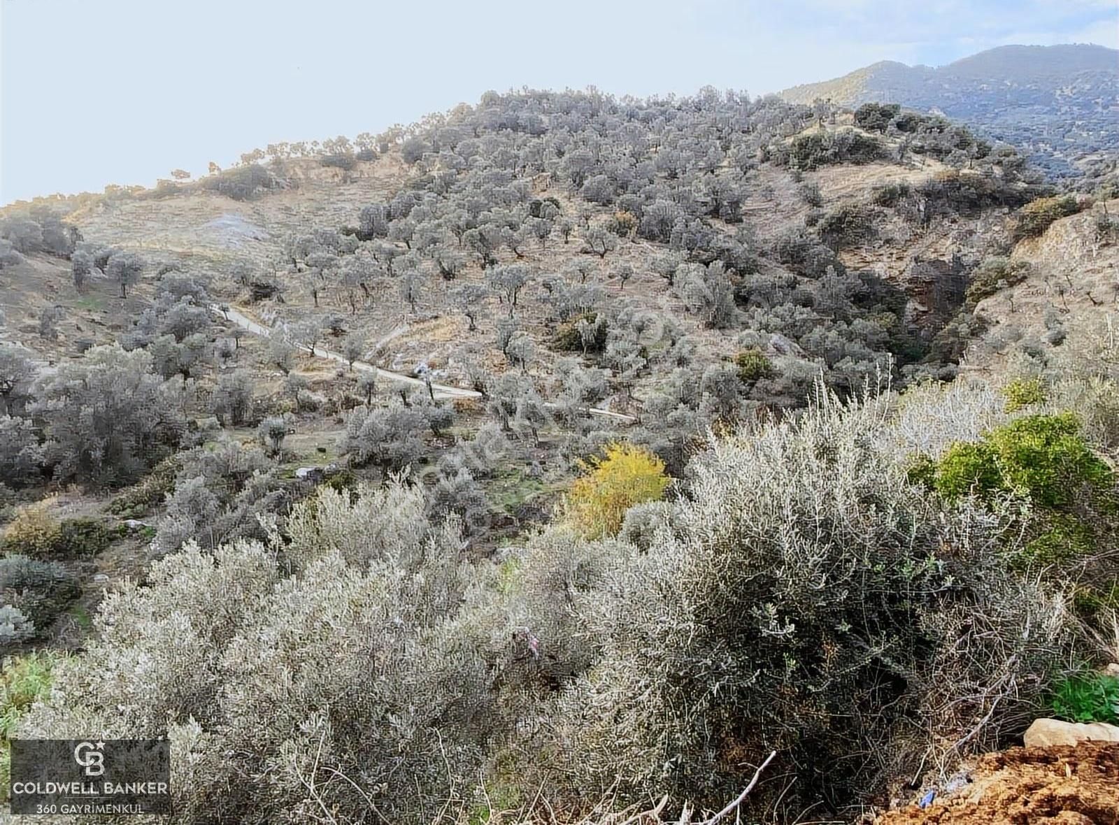 Aydın Sultanhisar' Da Eskihisar Mah. 7.418m2 Satılık Zeytinlik