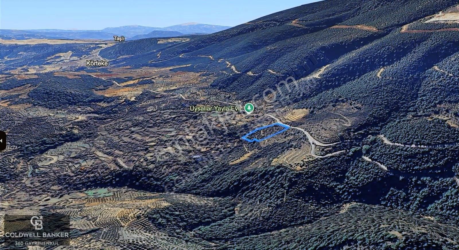 Aydın Bozdoğan Körtekede Satılık Zeytinlik Ve Cevizlik Arazi - Görsel 3