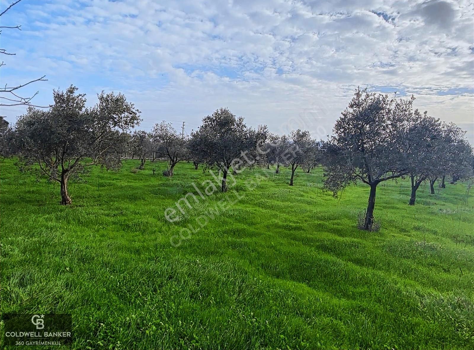 Torbalı Karakuyu Mevkii Yıllık Kiralık Zeytinlik - Görsel 6