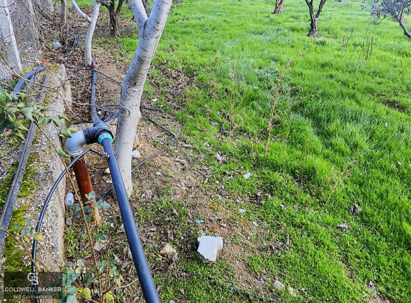 Torbalı Karakuyu Mevkii Yıllık Kiralık Zeytinlik - Görsel 3