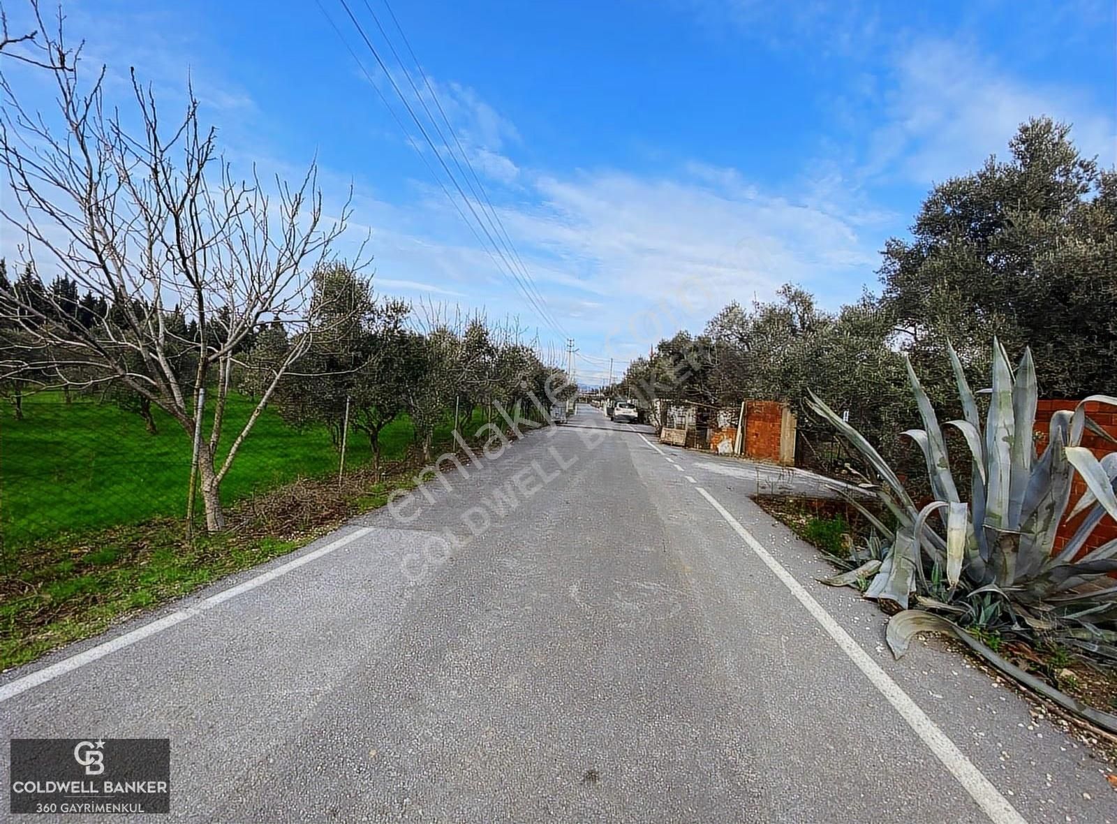 Torbalı Karakuyu Mevkii Yıllık Kiralık Zeytinlik - Görsel 5