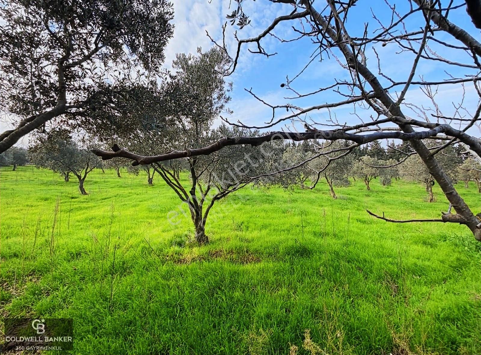 Torbalı Karakuyu Mevkii Yıllık Kiralık Zeytinlik