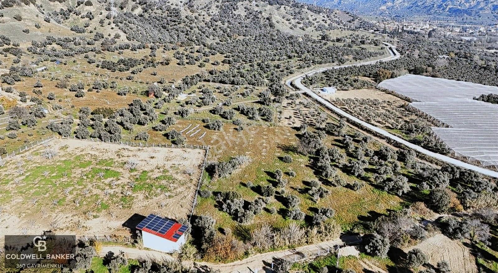 Aydın Efeler Kuyucular Da 7277 M2 Verimli Fırsat Bahçe - Görsel 6