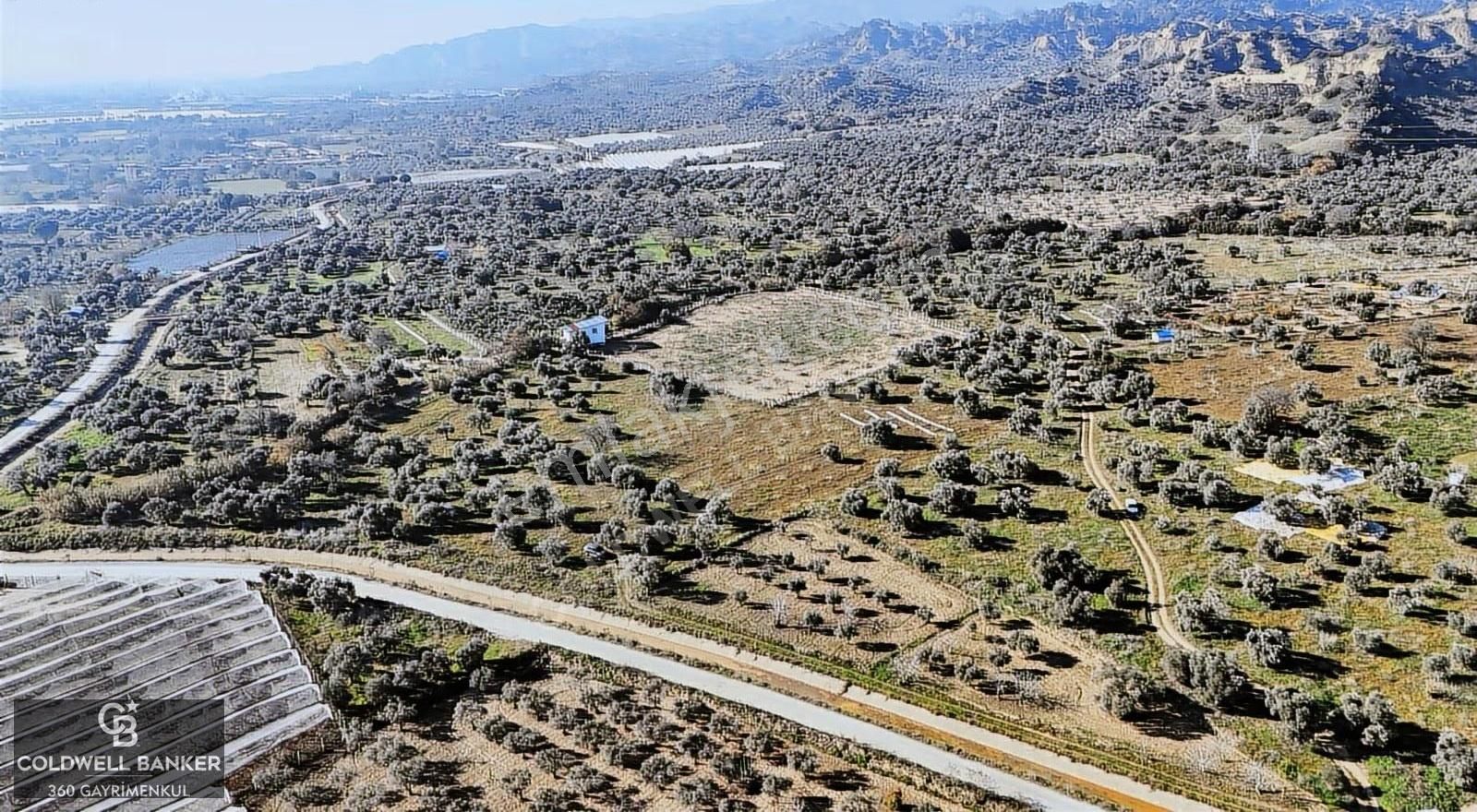 Aydın Efeler Kuyucular Da 7277 M2 Verimli Fırsat Bahçe