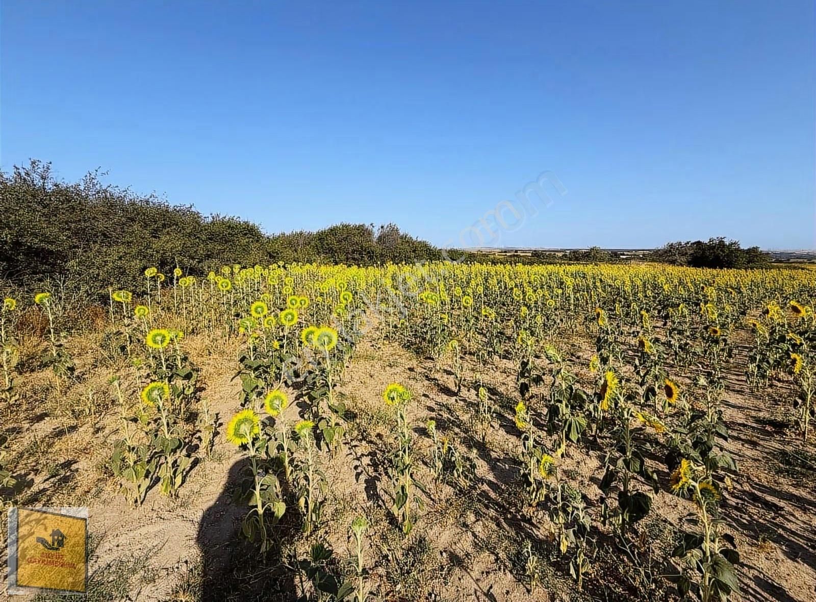 Akyüz Gayrımenkul Den Kızılpınarda Yola Cephe 1,651 Mt2 Tarla - Görsel 5